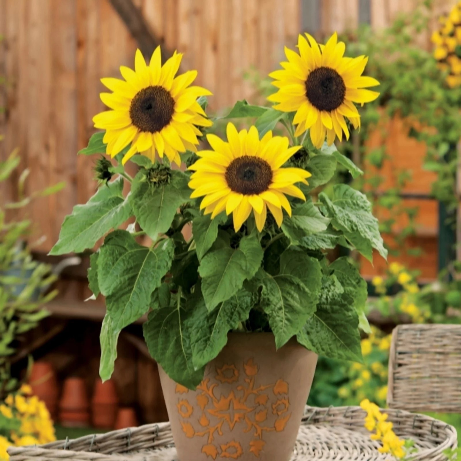 de Jager Stunning Sunflower Sunsation x 6 QVC UK