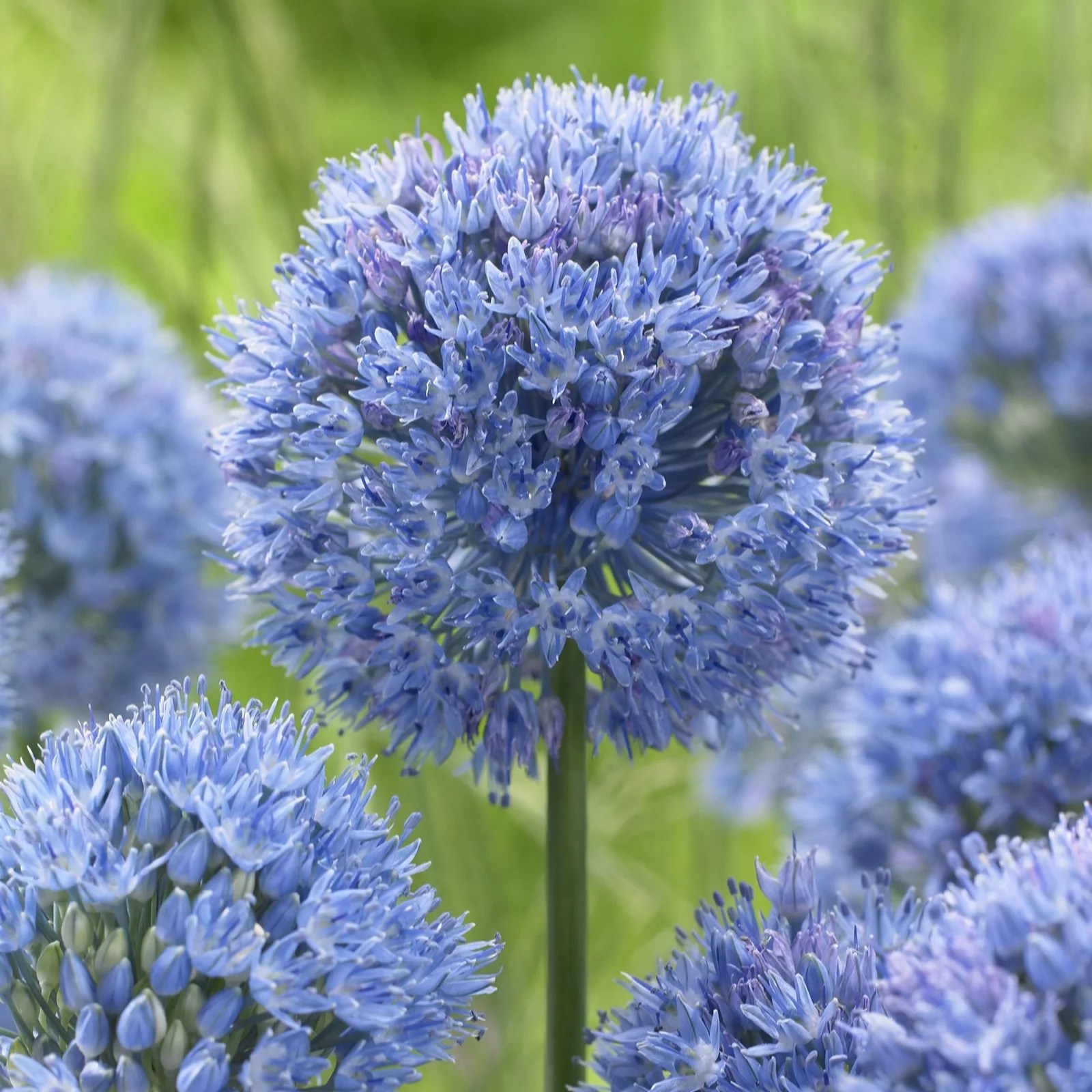 Hayloft Plants Allium Artisan Collection QVC UK
