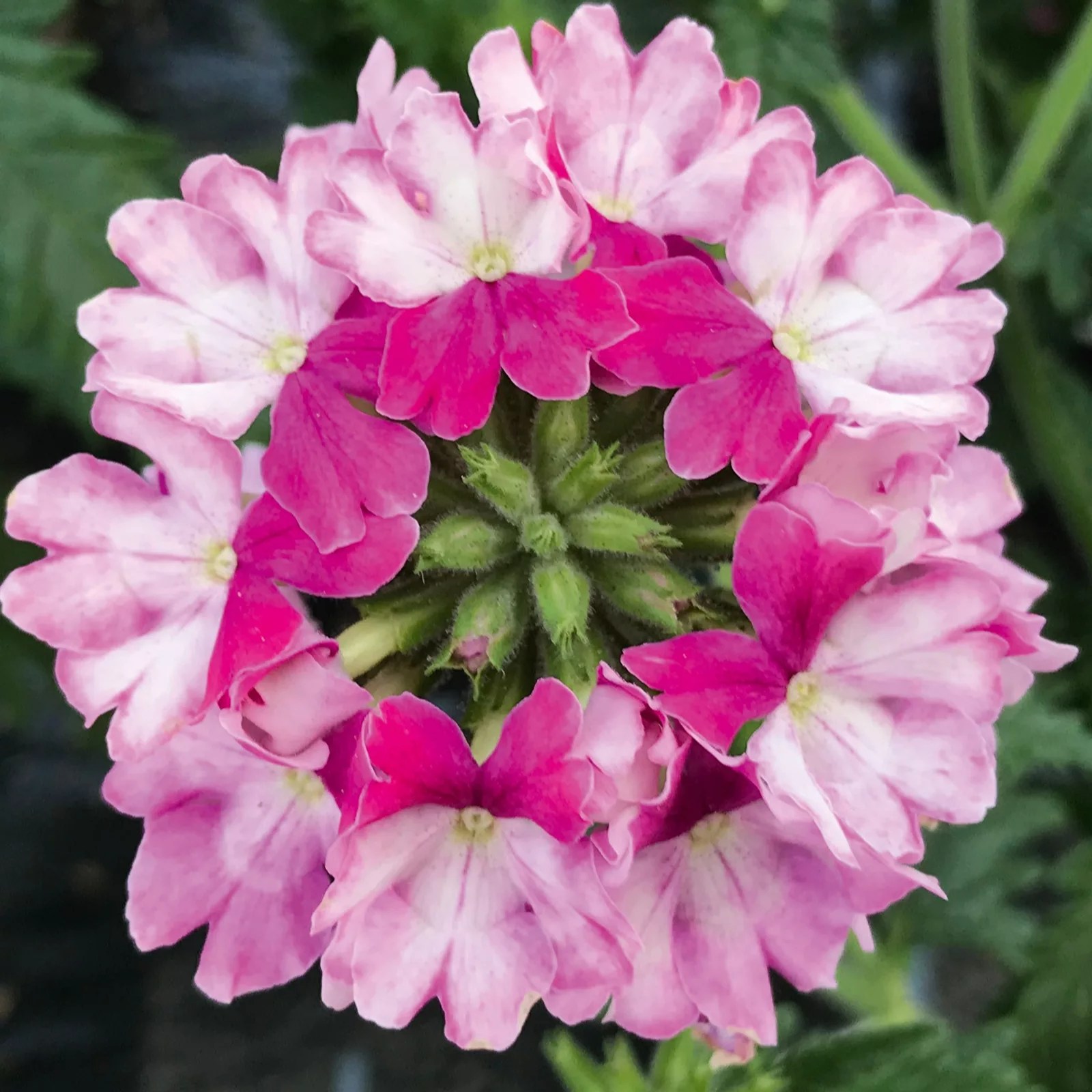 Hayloft Plants Verbena Twister x 9 Young Plants QVC UK