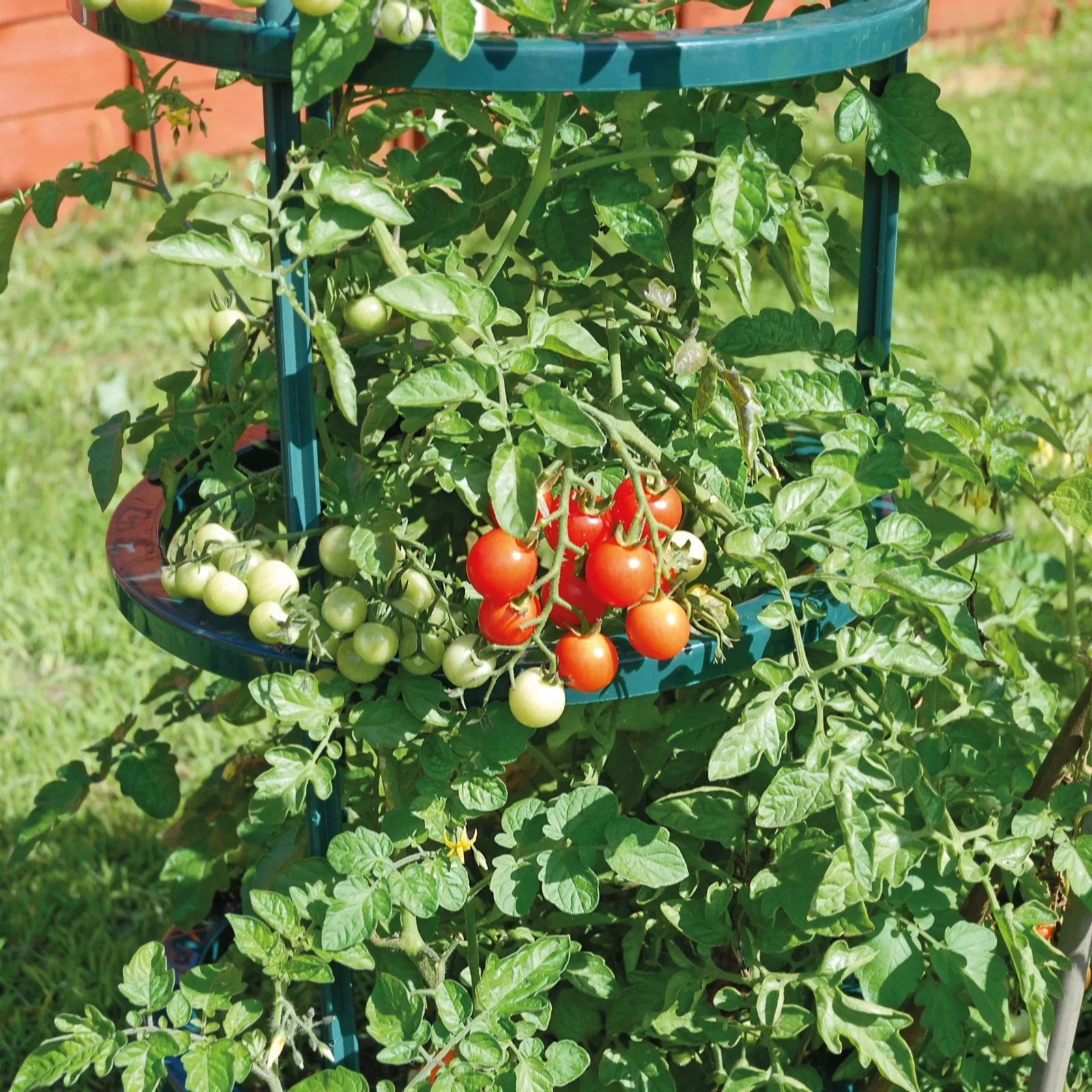 Thompson & Tomato Rubylicious 4cm Plug x 3 1 Tomato Growing