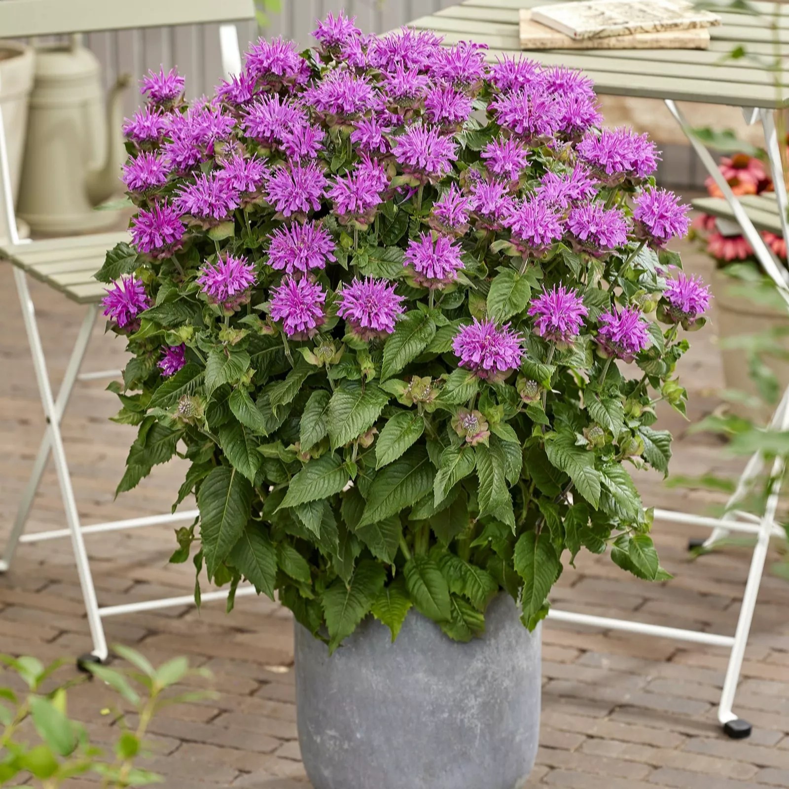 Plants2Gardens Monarda Elegant Collection 6 x 6cm QVC UK