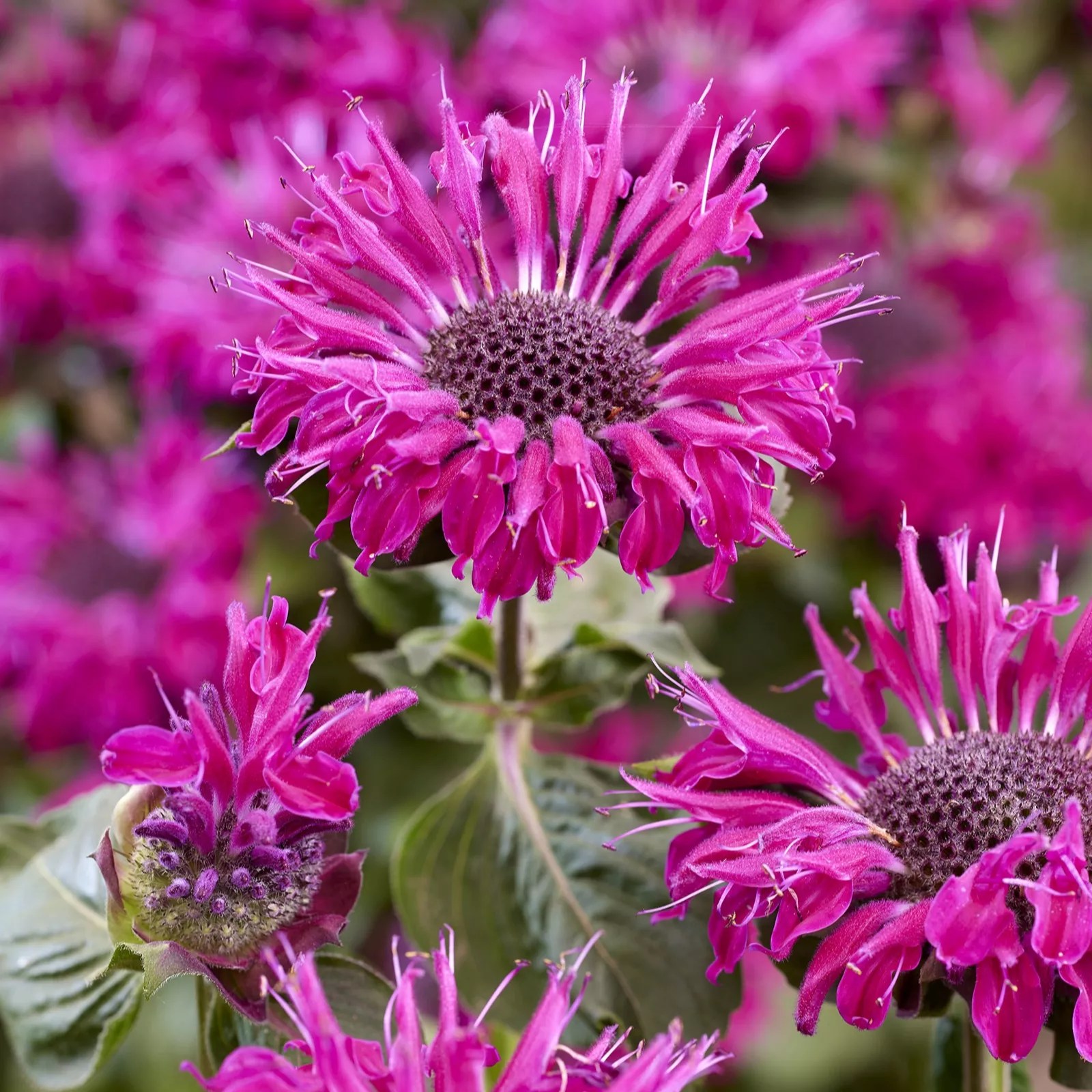 Plants2Gardens Monarda Elegant Collection 6 x 6cm QVC UK