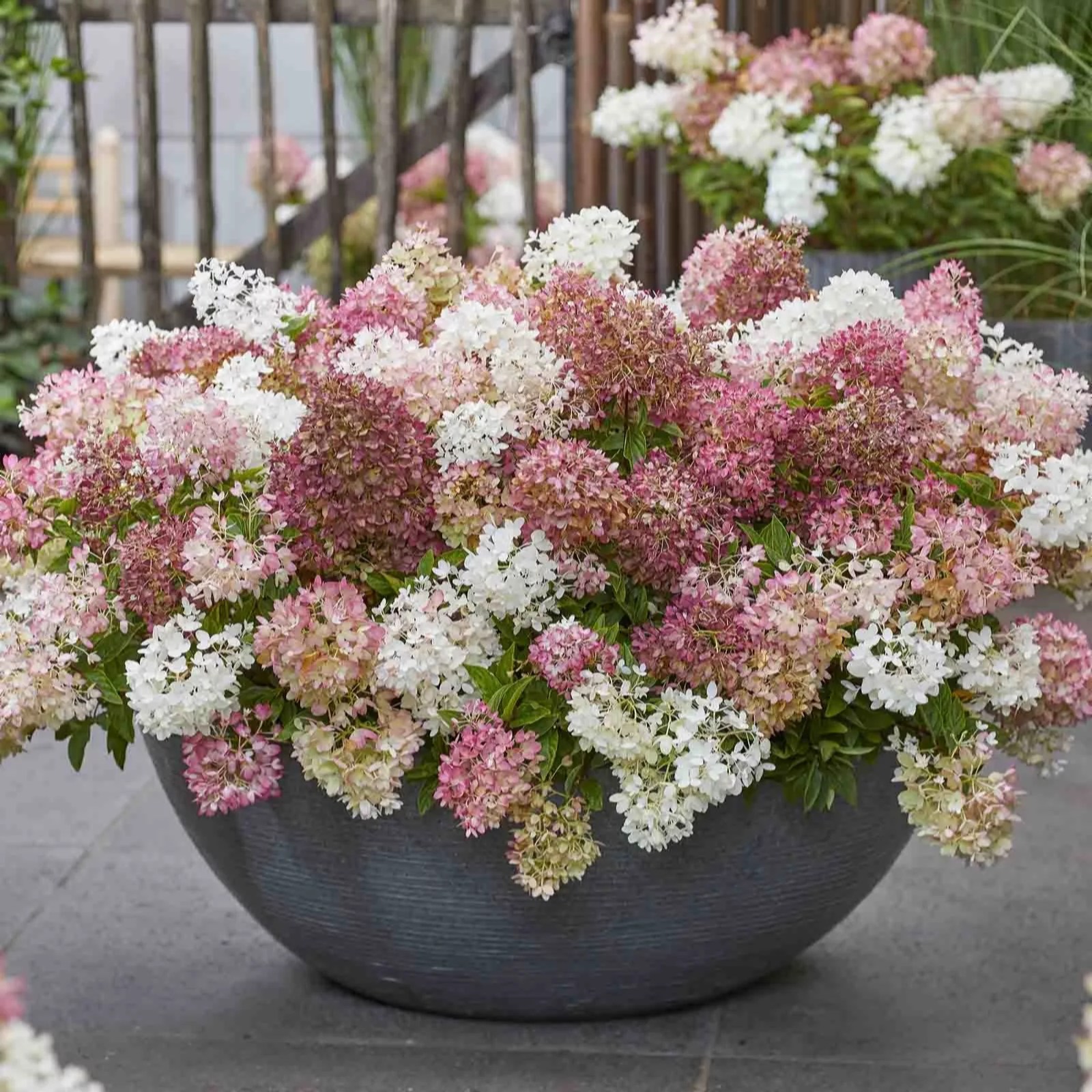 Hayloft Plants Hydrangea Groundbreaker 1 L QVC UK