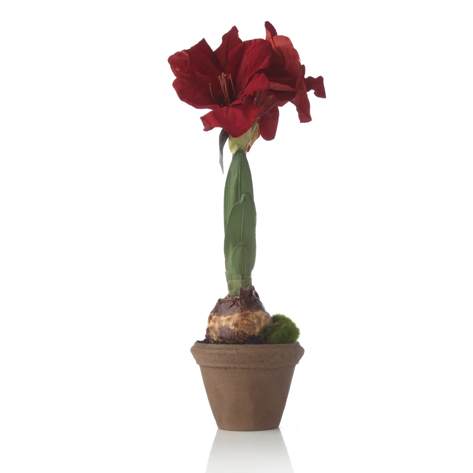 Peony Amaryllis Faux Flowers in a Terracotta Pot QVC UK