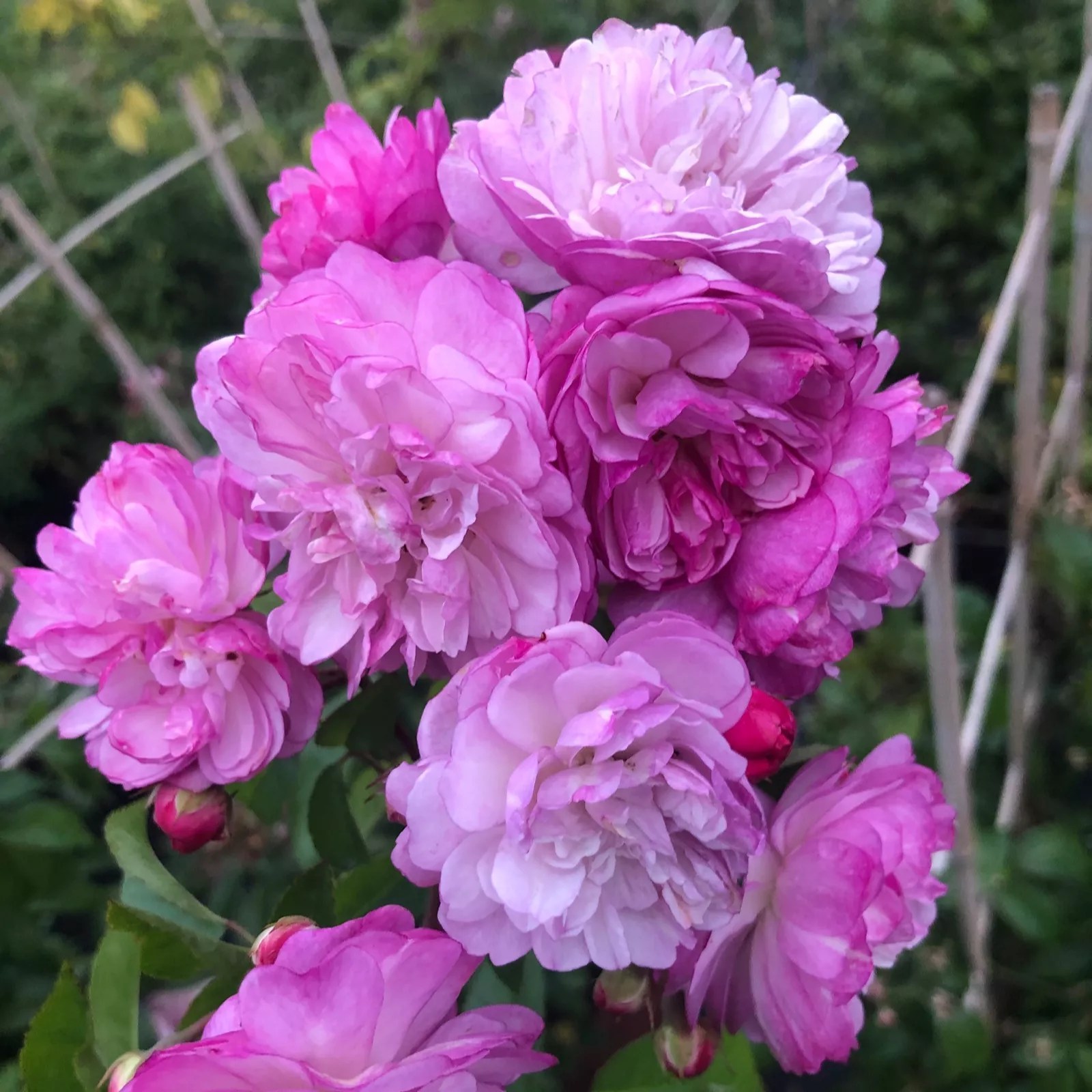 Plants2Gardens Rambling Rose Collection 2 x Bare Root QVC UK