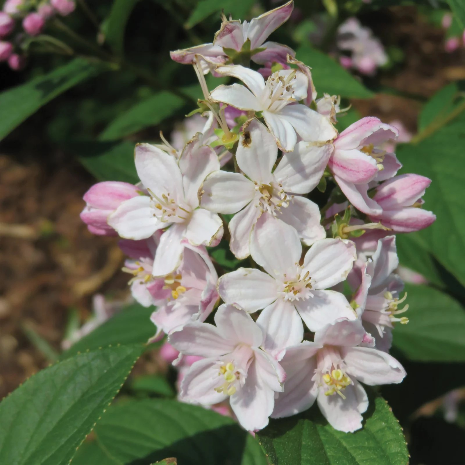 Precious Plants Deutzia Mont Rose 3x 9cm pots QVC UK