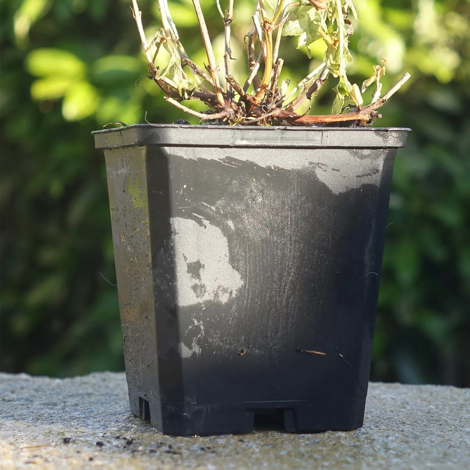 Precious Plants Deutzia Mont Rose 3x 9cm pots QVC UK