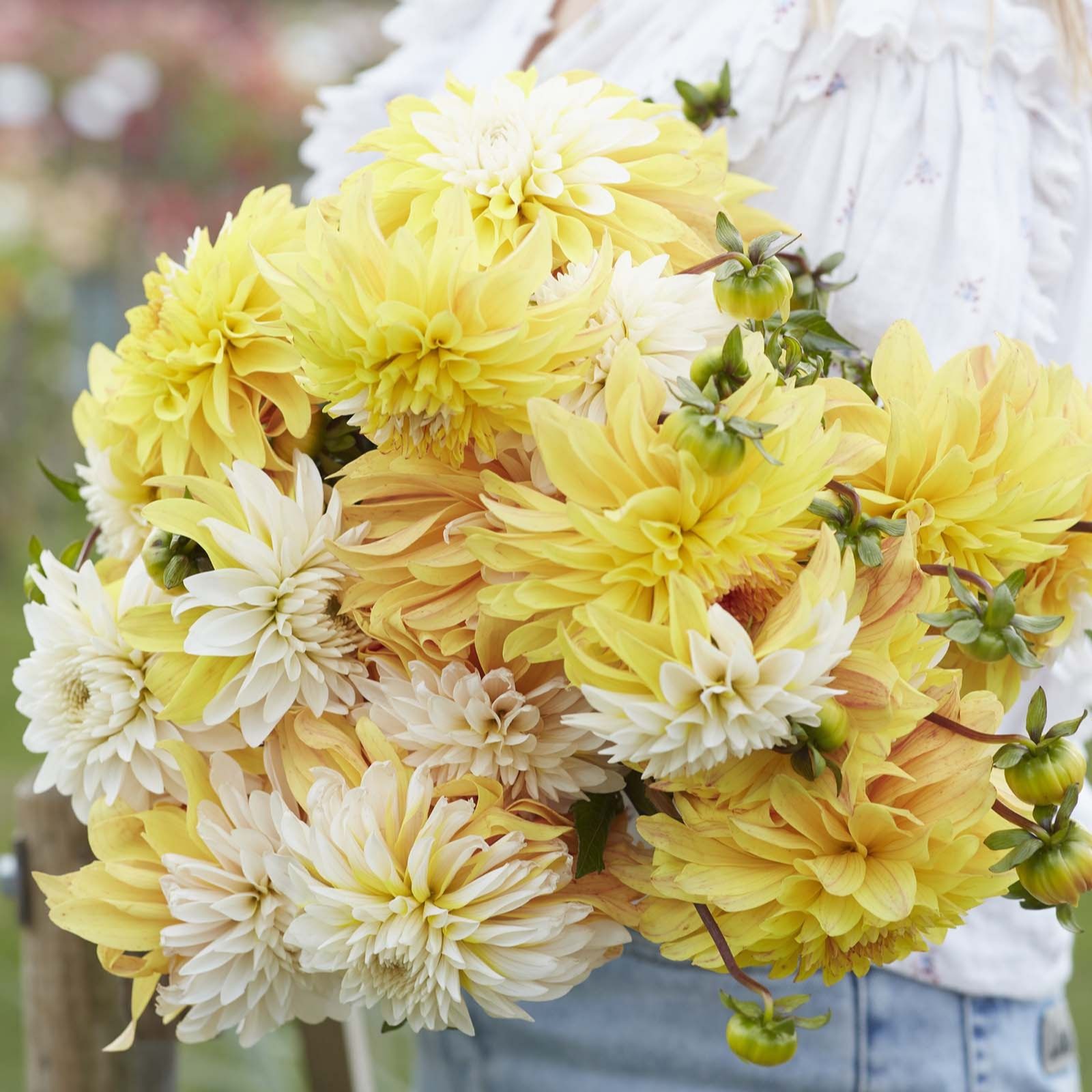 Plants2Gardens Dahlia Favourites Collection 5 x Bare Roots QVC UK