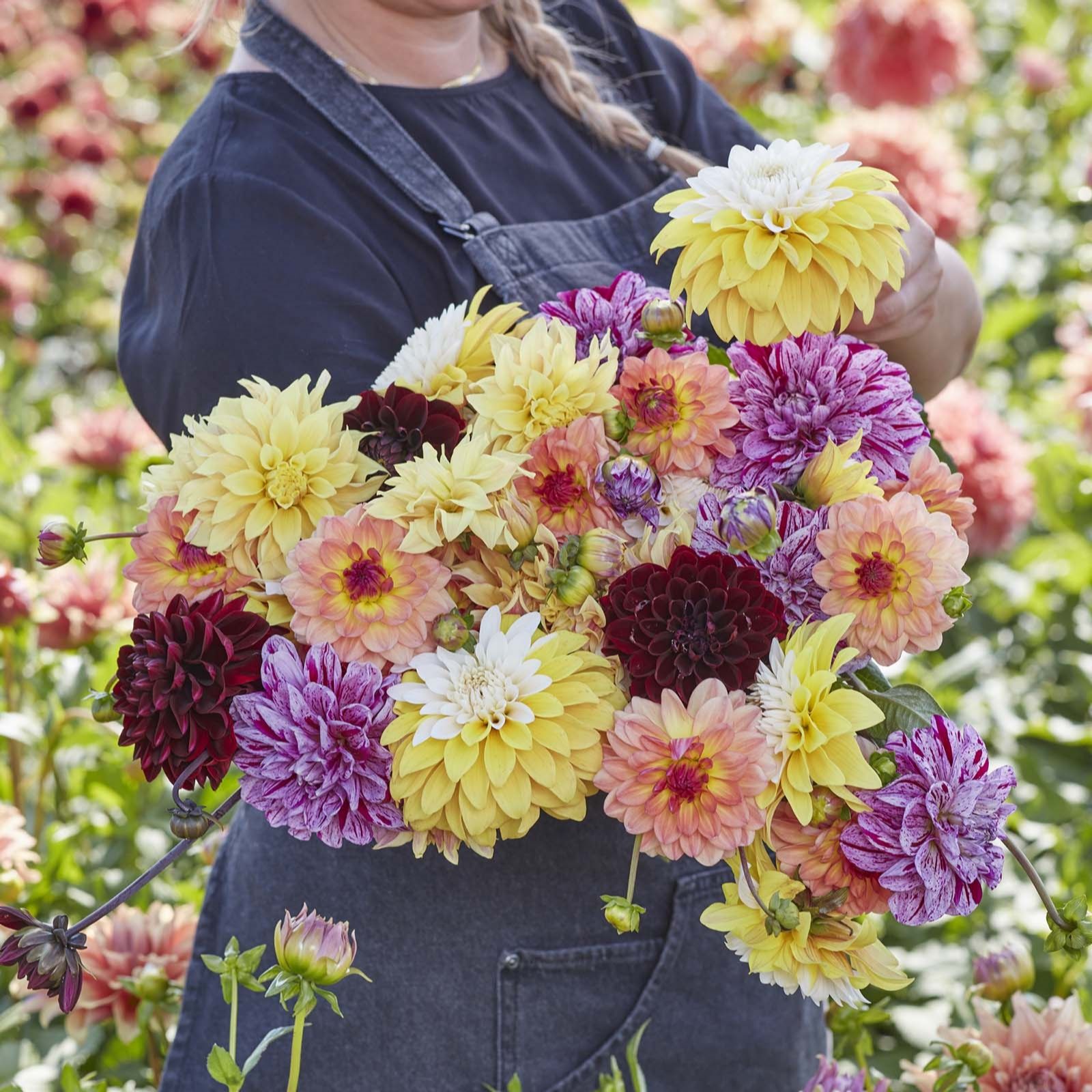 Plants2Gardens Dahlia Favourites Collection 5 x Bare Roots QVC UK