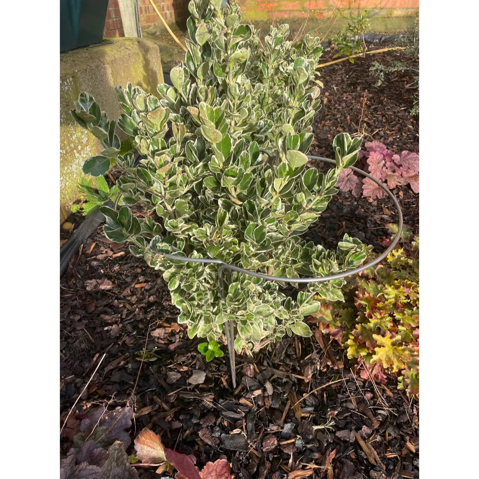 Plants2Gardens Classic Border Supports Set QVC UK