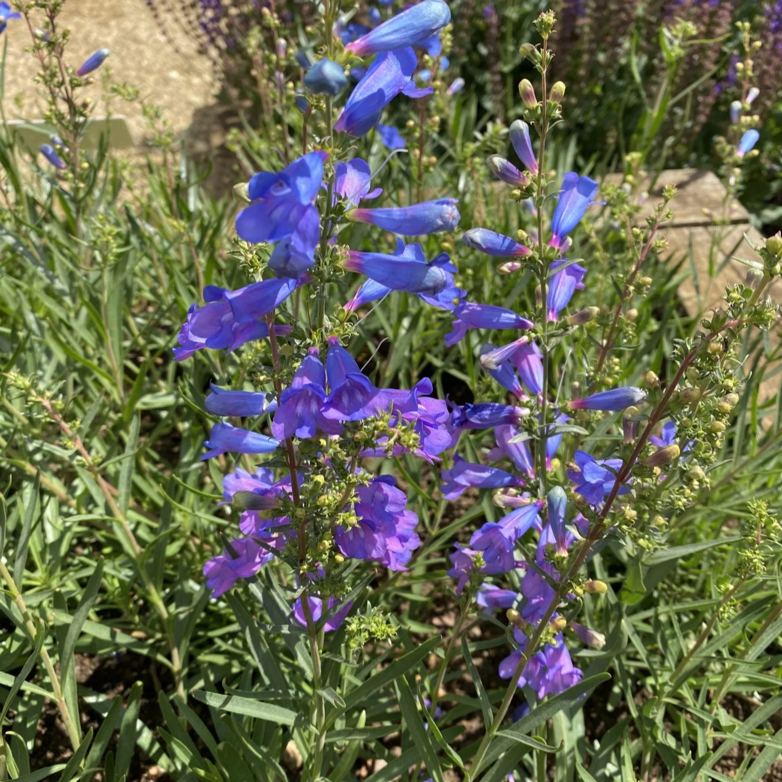 Plants2Gardens 6x 5cm Penstemon Electric Blue QVC UK