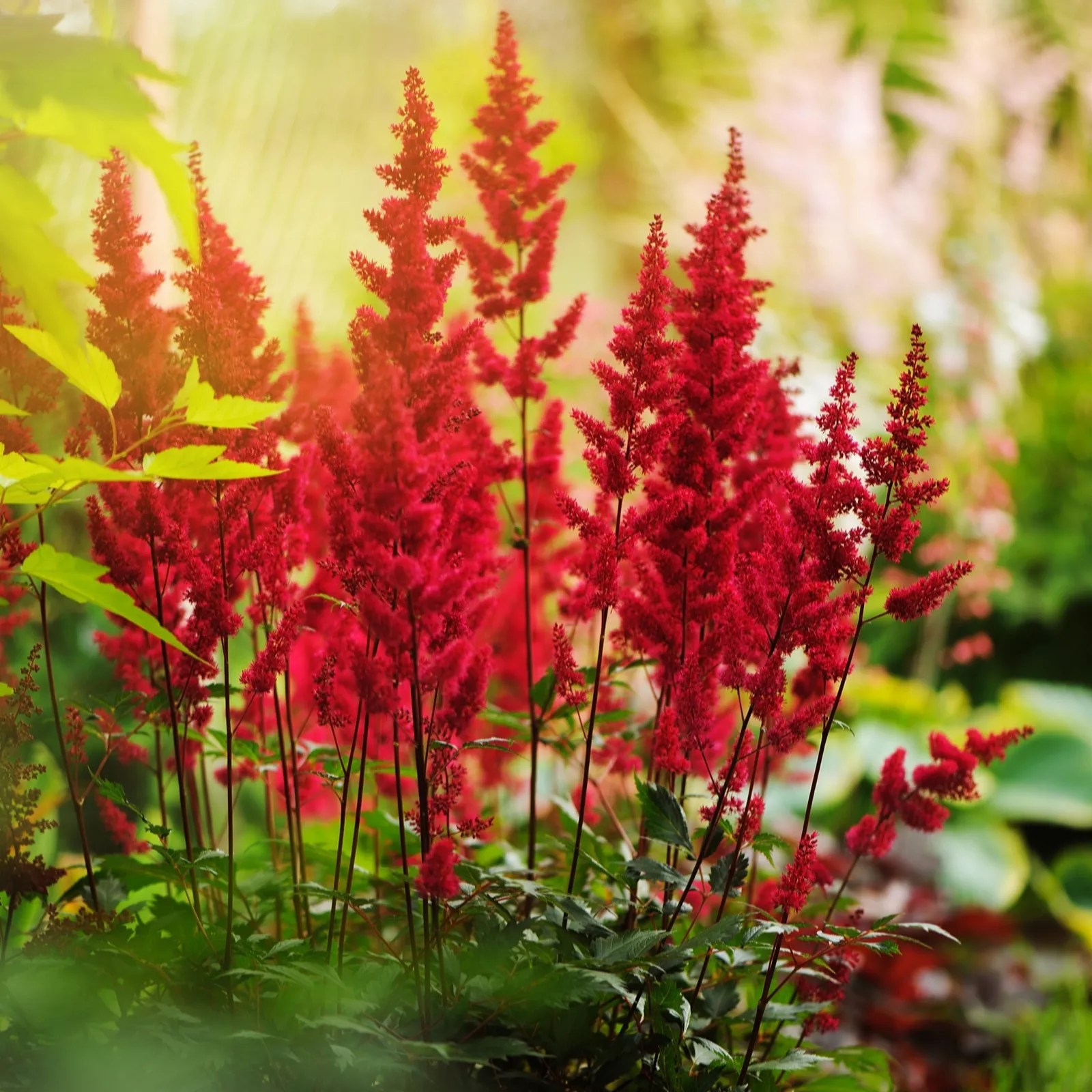 Hayloft Plants Astilbe Trio x 3 Bare Roots QVC UK