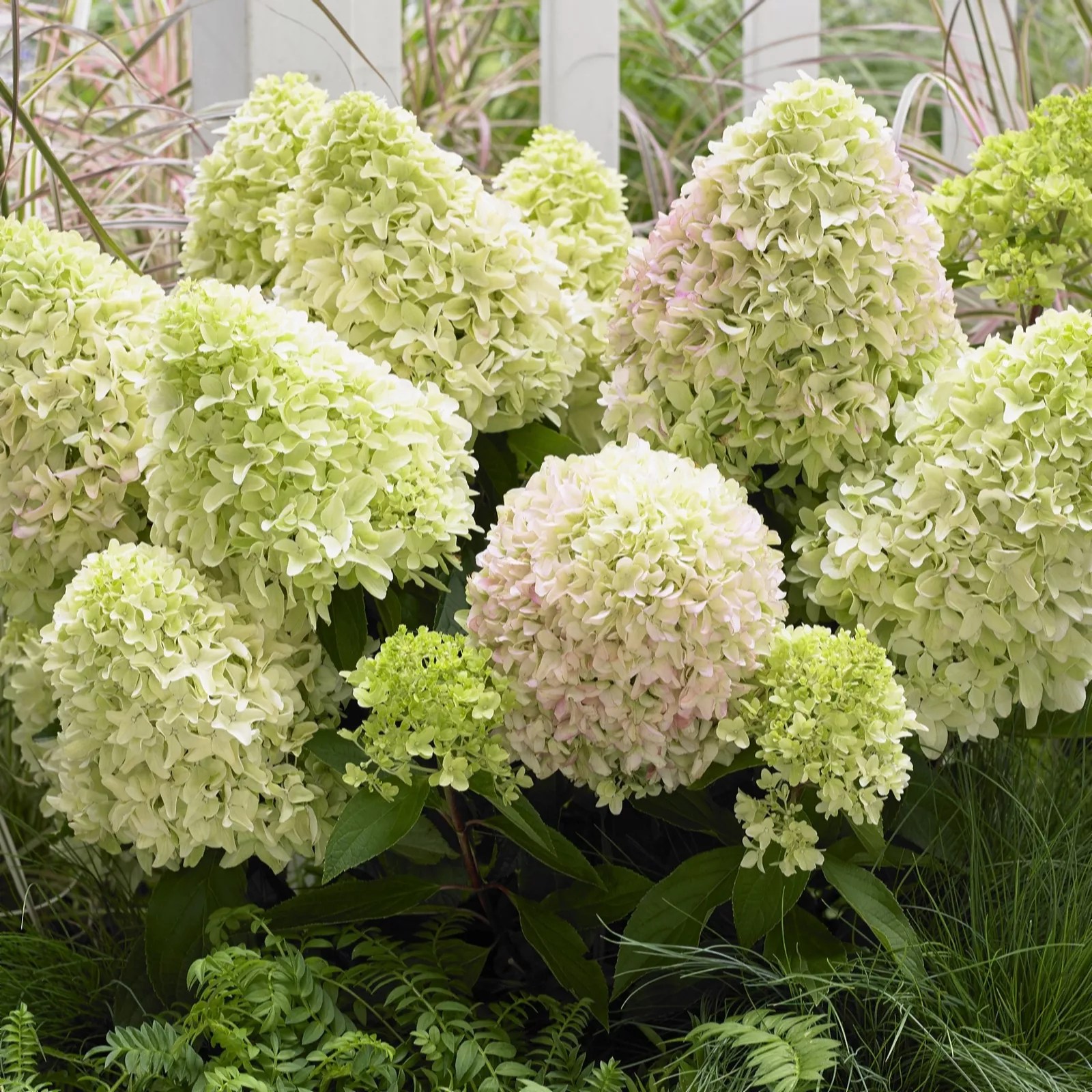 Plants 2 Gardens Hydrangea Paniculata Little Fresco 4.5ltr QVC UK