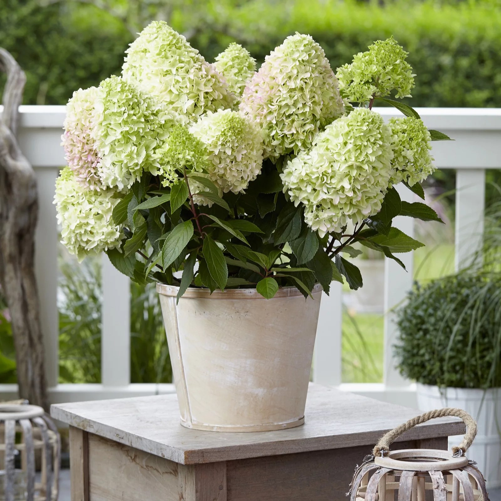 Plants 2 Gardens Hydrangea Paniculata Little Fresco 4.5ltr QVC UK