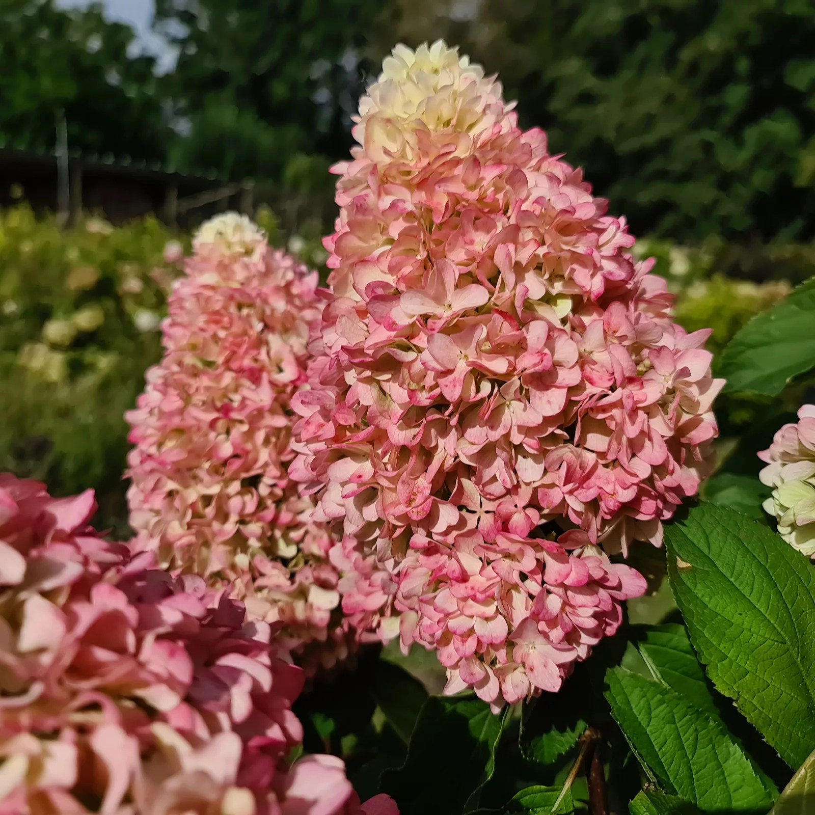 Plants 2 Gardens Hydrangea Paniculata Little Fresco 4.5ltr QVC UK