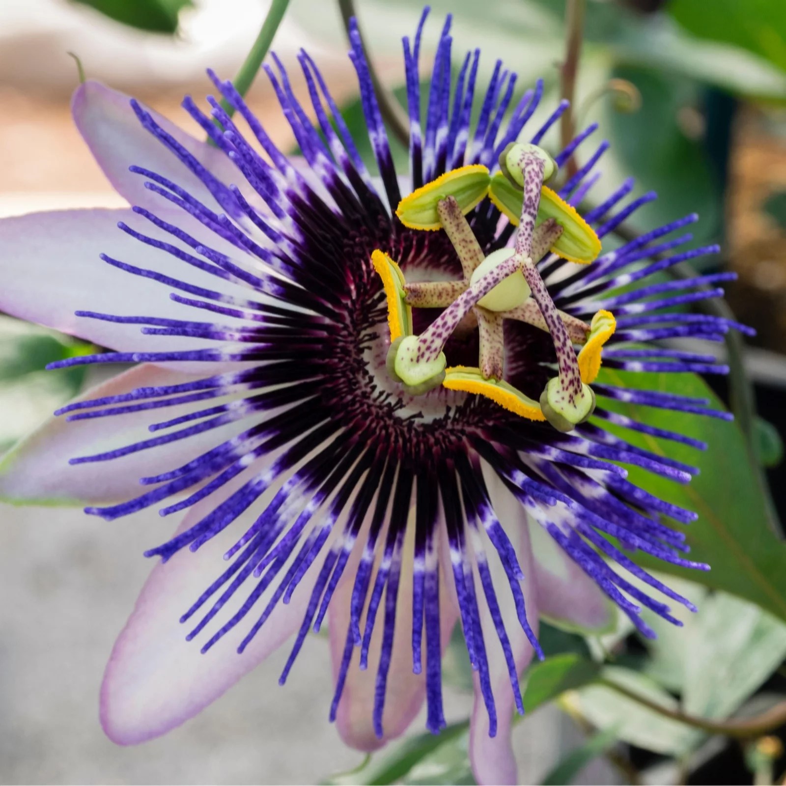Richard Jackson's Nursery Fresh Perfect Passion Flower 1x 3 Litre Pot