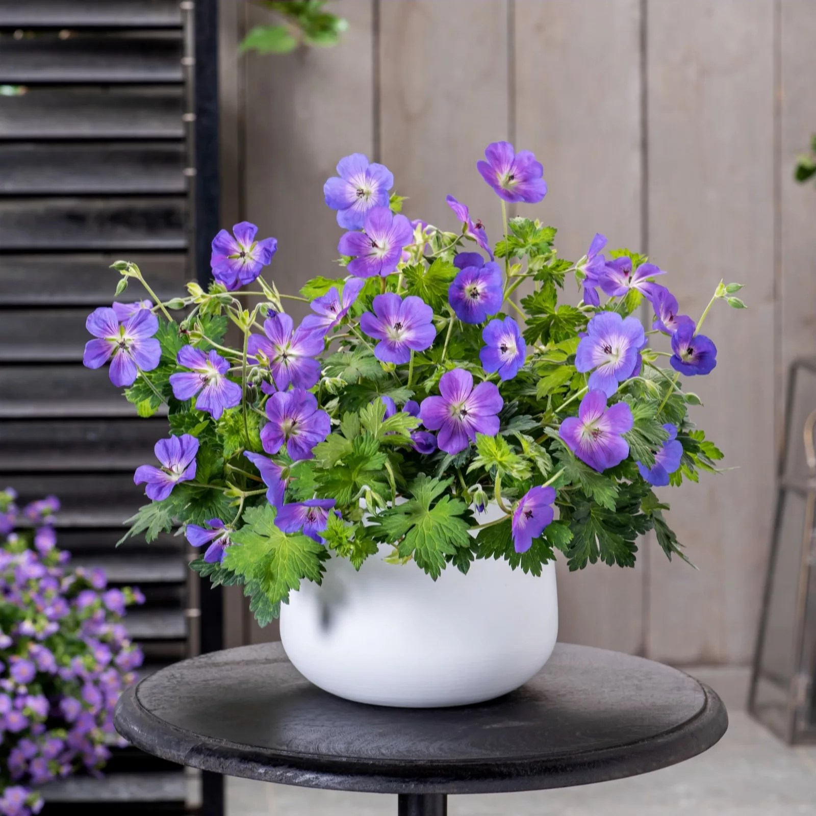Hayloft Plants Geranium Bloom Me Away 3x Young Plants QVC UK