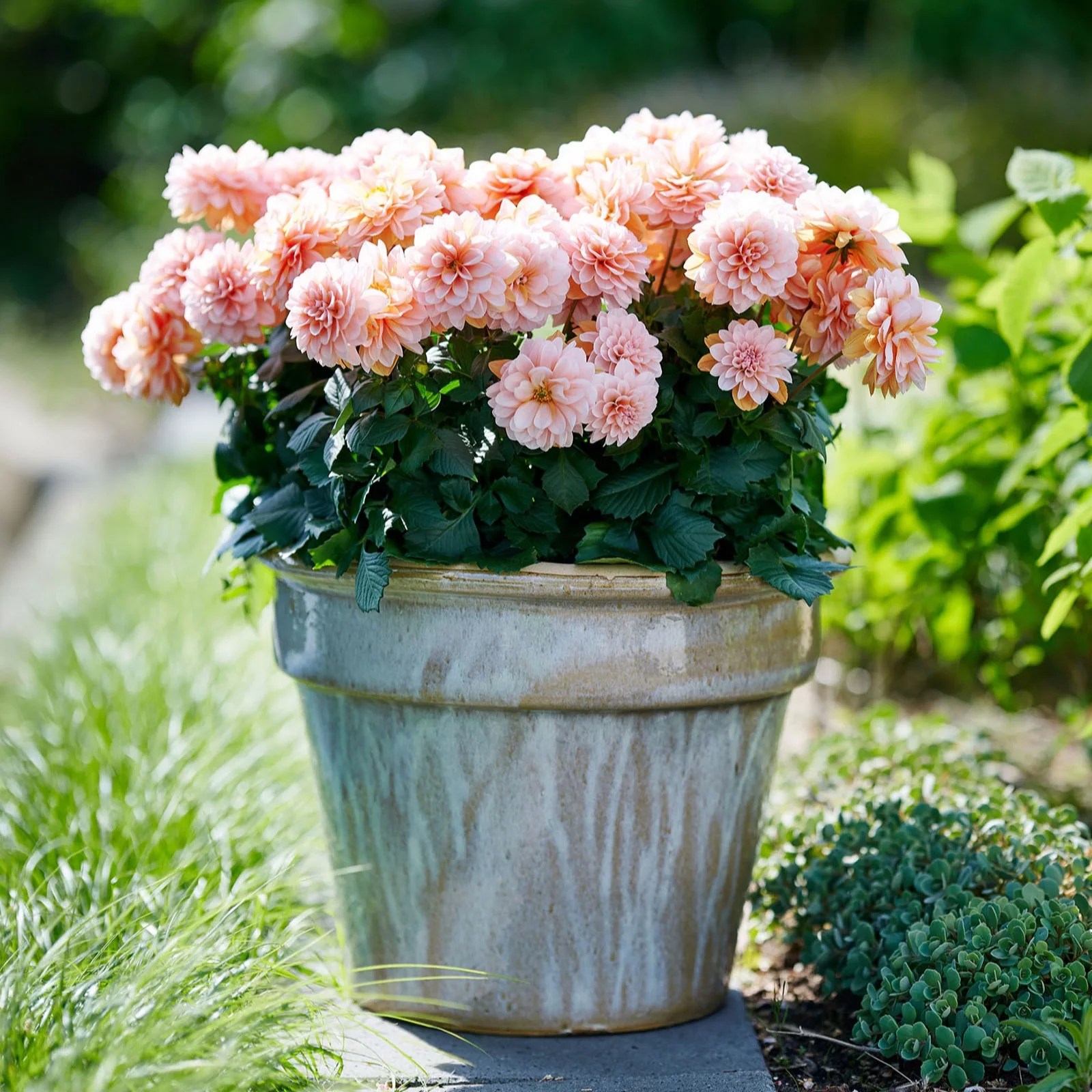 Plants2Gardens Dahlia Labella Collection 6 x 6cm QVC UK