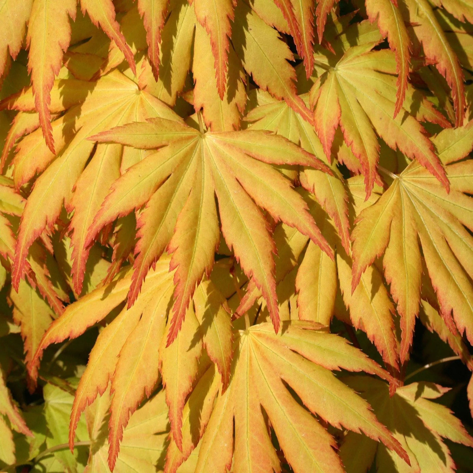 Hayloft Plants Acer Trio QVC UK