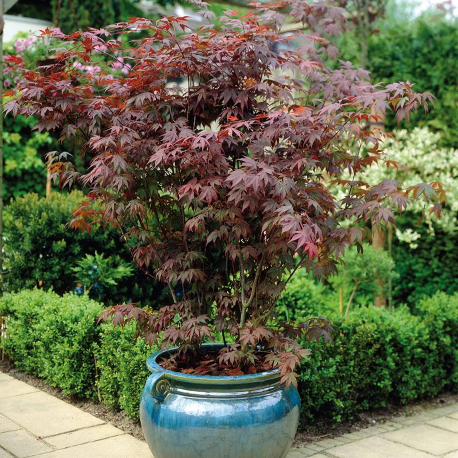 Hayloft Plants Acer Trio QVC UK