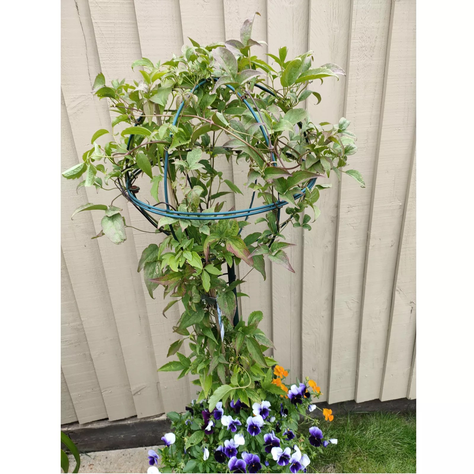 Grumpy Gardener Set of 2 Plant Supports QVC UK