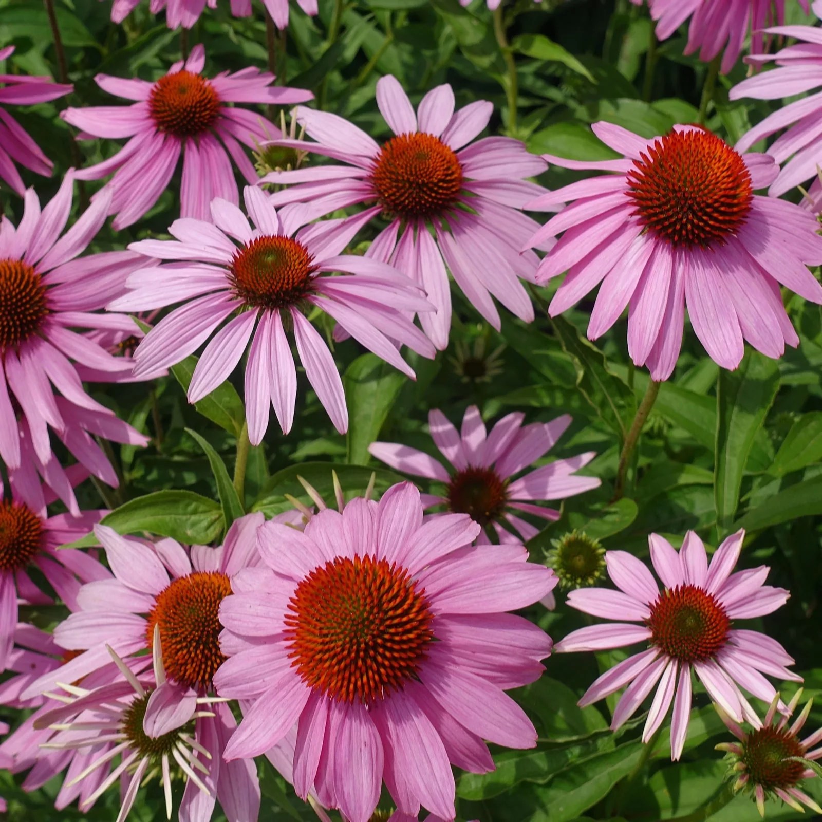 Hayloft Plants Echinacea Sunset Trio 3x 9cm Pots QVC UK