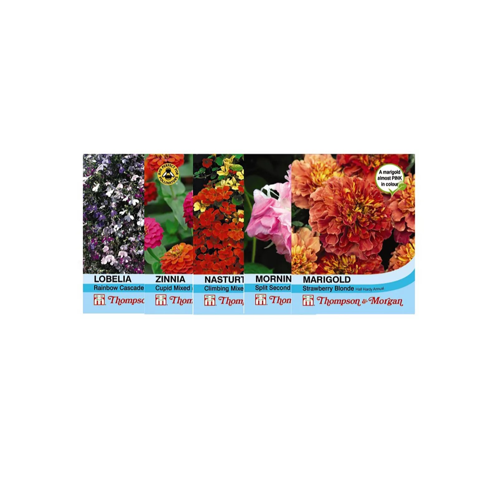 Nurserymans Choice Flower Seed 25 Packet QVC UK