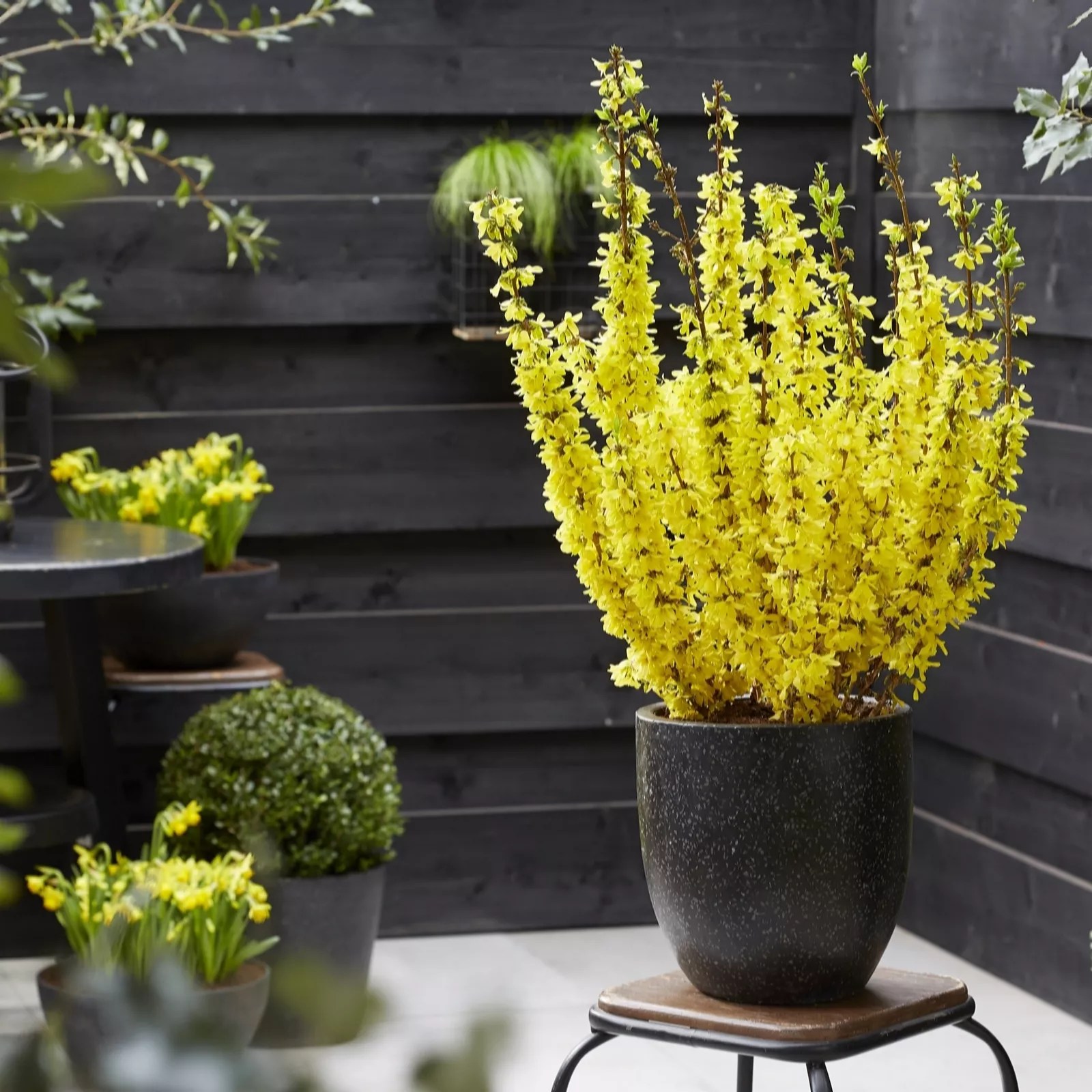 Hayloft Plants Forsythia Mini Gold 3x 9cm Pots QVC UK