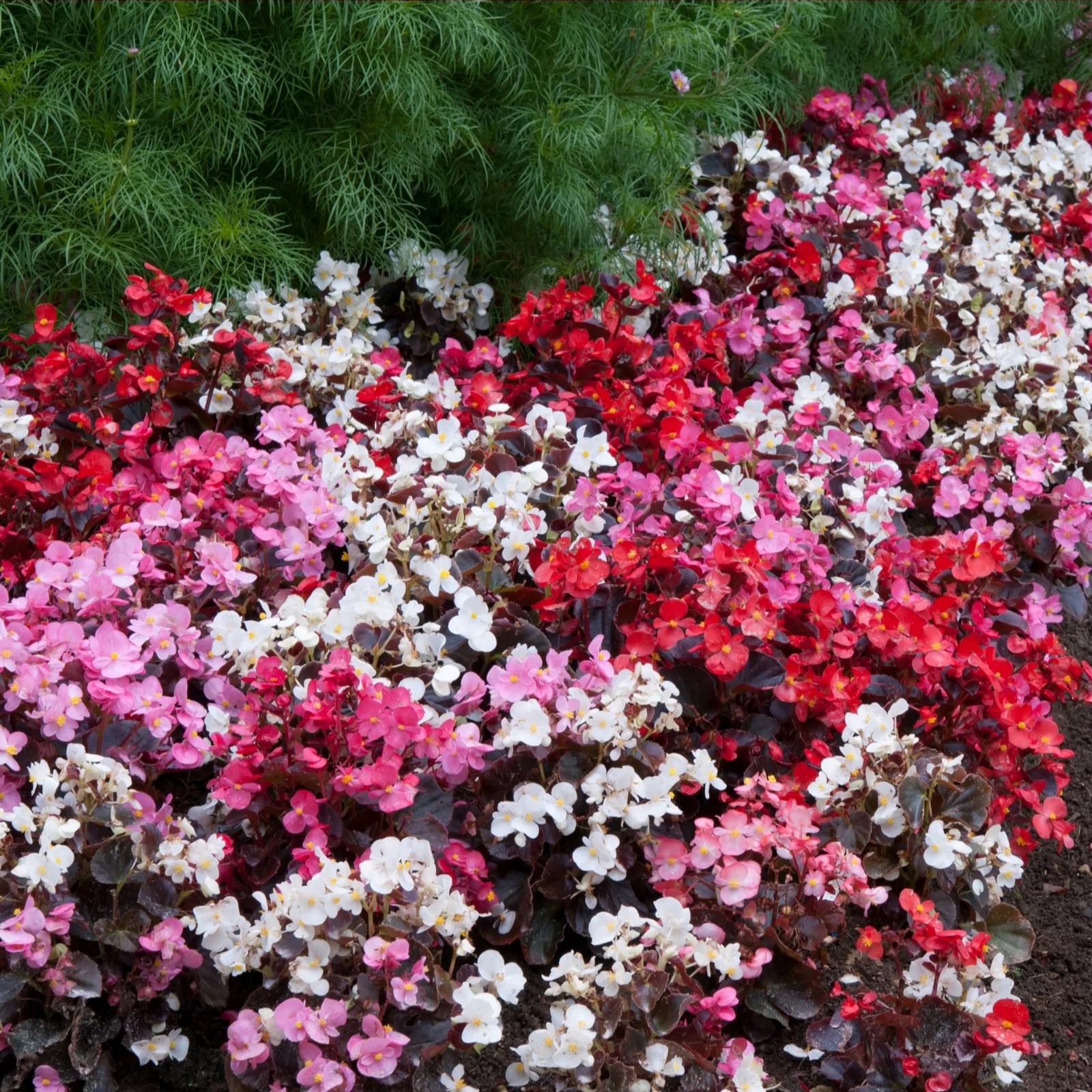 Bedding Plants Qvc Uk Garden Plant