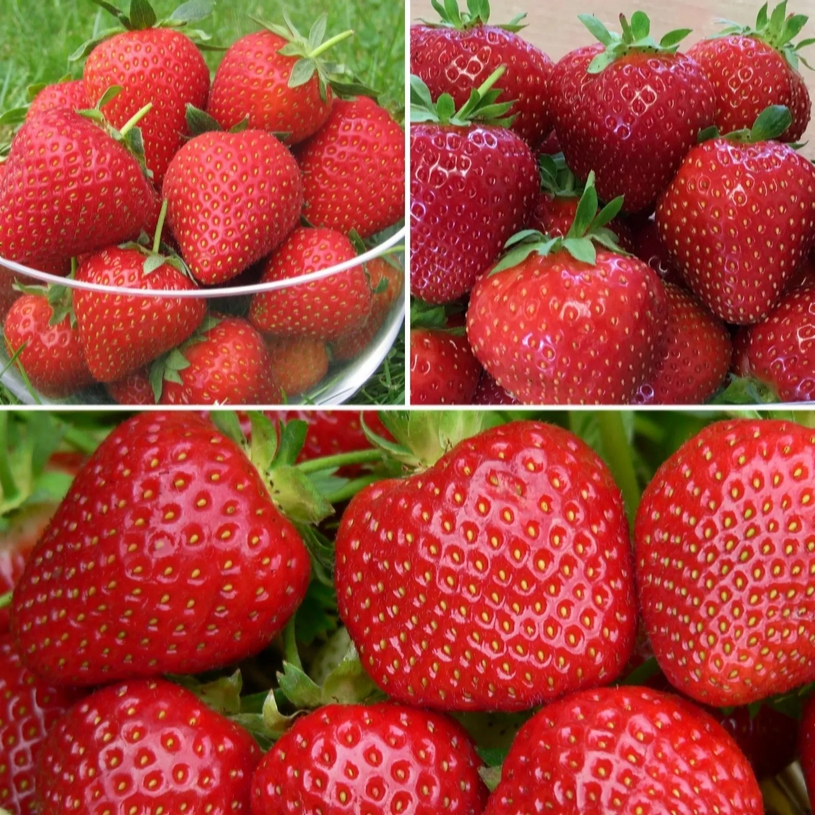 Richard Jackson's Nursery Fresh Strawberries 15 x Bare Root Plants QVC UK