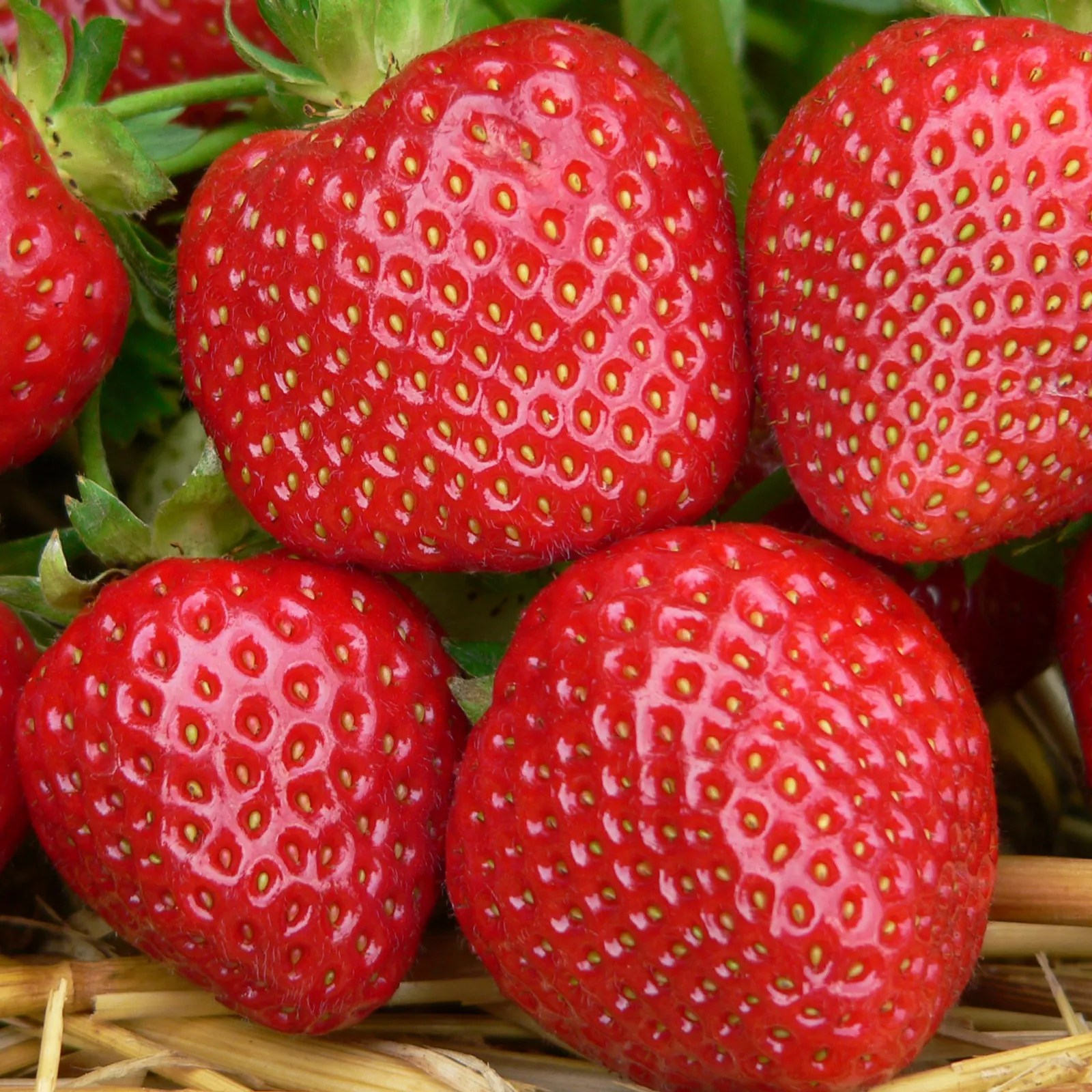 Richard Jackson's Nursery Fresh Strawberries 15 x Bare Root Plants QVC UK