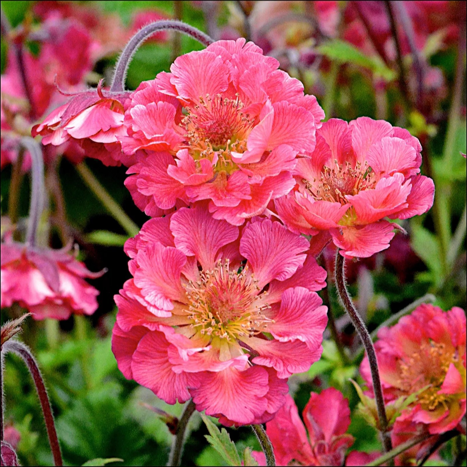 Precious Plants Geum Pink Petticoats 3x 3.3cm young plants QVC UK
