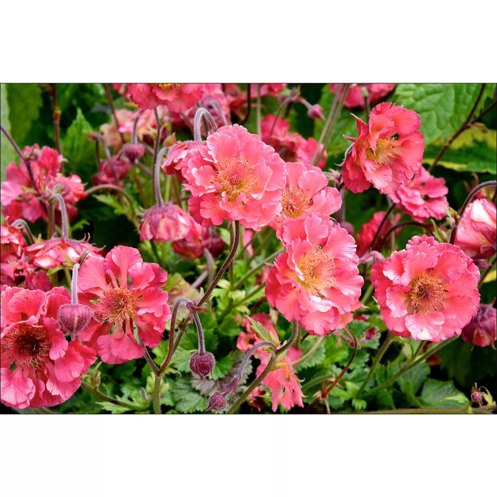 Precious Plants Geum Pink Petticoats 3x 3.3cm young plants QVC UK