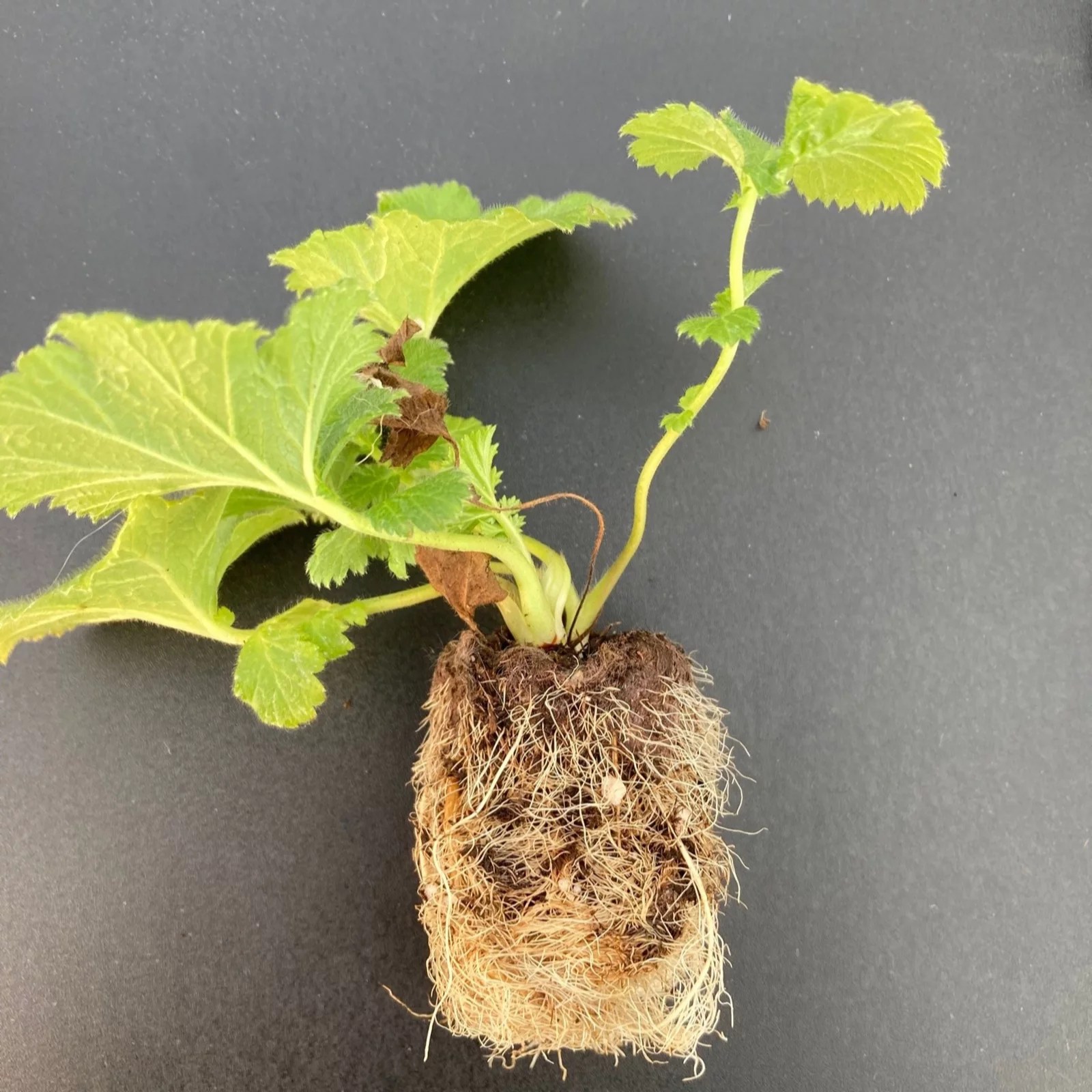 Precious Plants Geum Pink Petticoats 3x 3.3cm young plants QVC UK