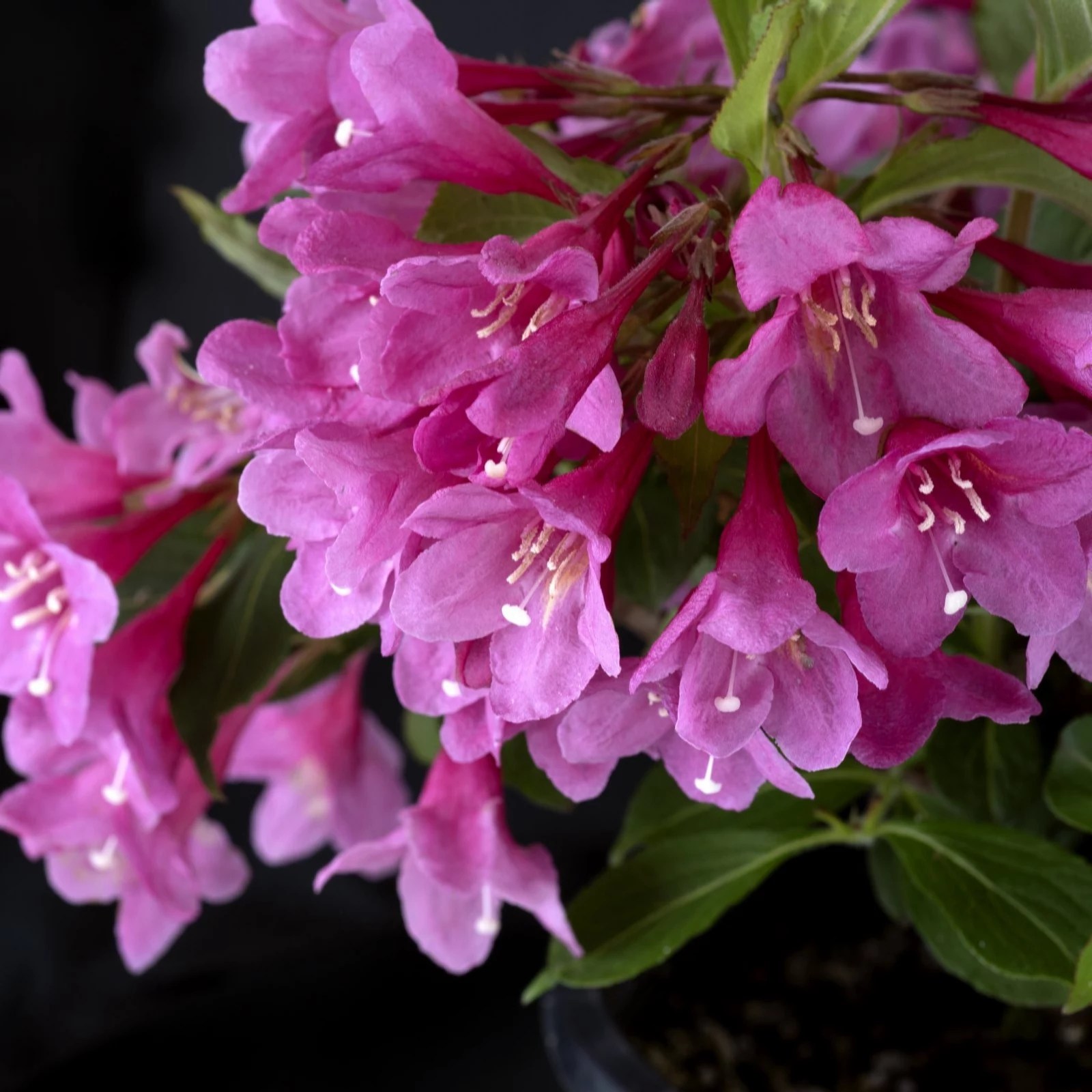 Thompson & Weigela Towers of Flowers Cherry 9cm Pot x 1 QVC UK