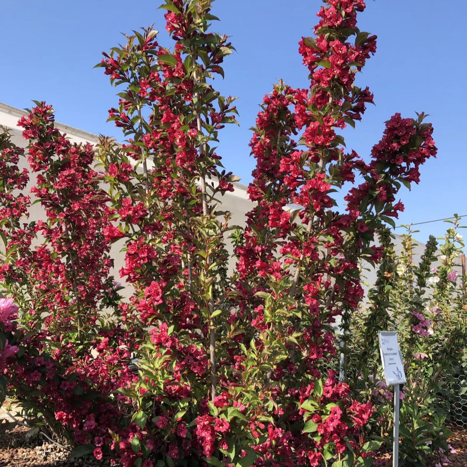 Thompson & Weigela Towers of Flowers Cherry 9cm Pot x 1 QVC UK