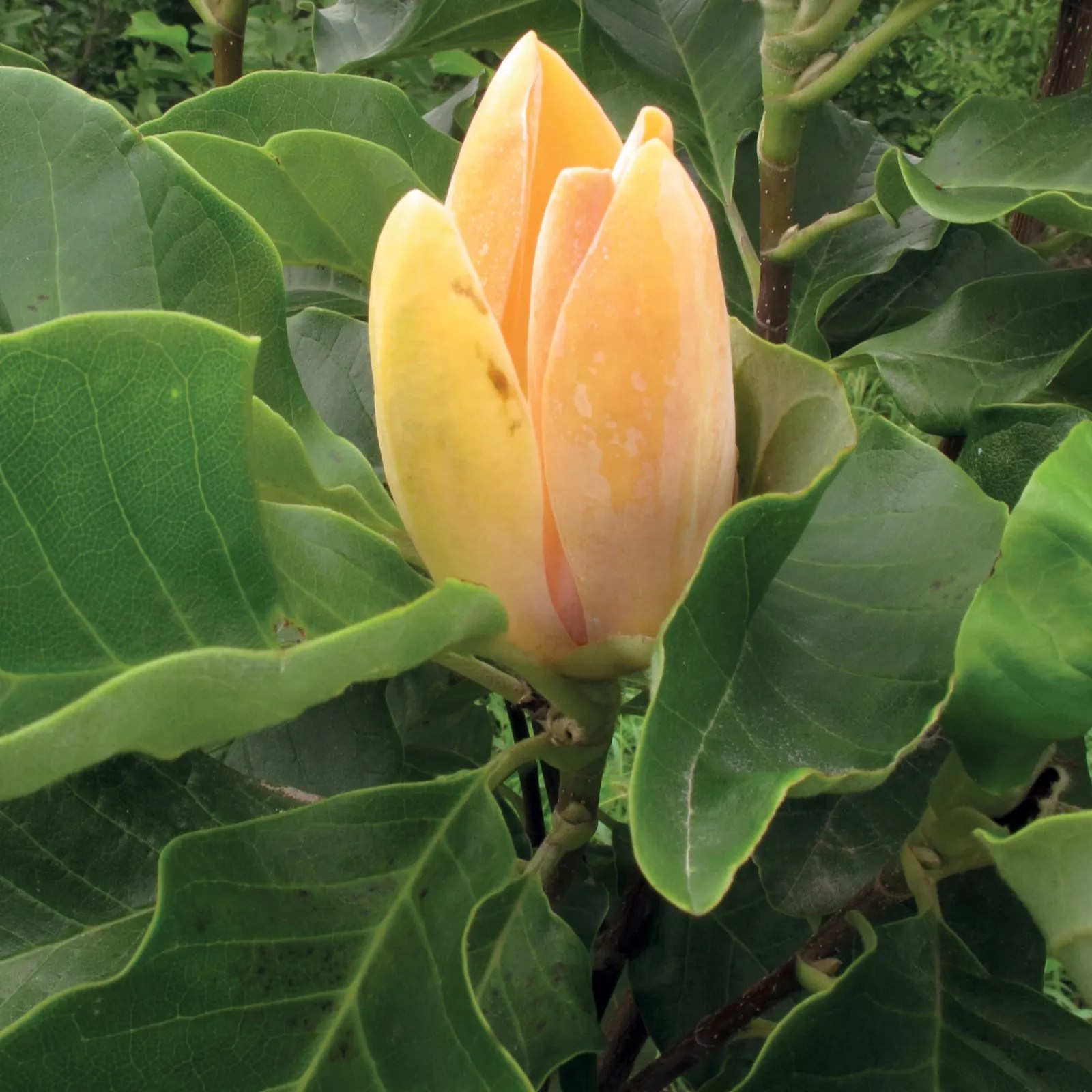 Thompson & Magnolia Orange Sunspire Standard Bare Root QVC UK