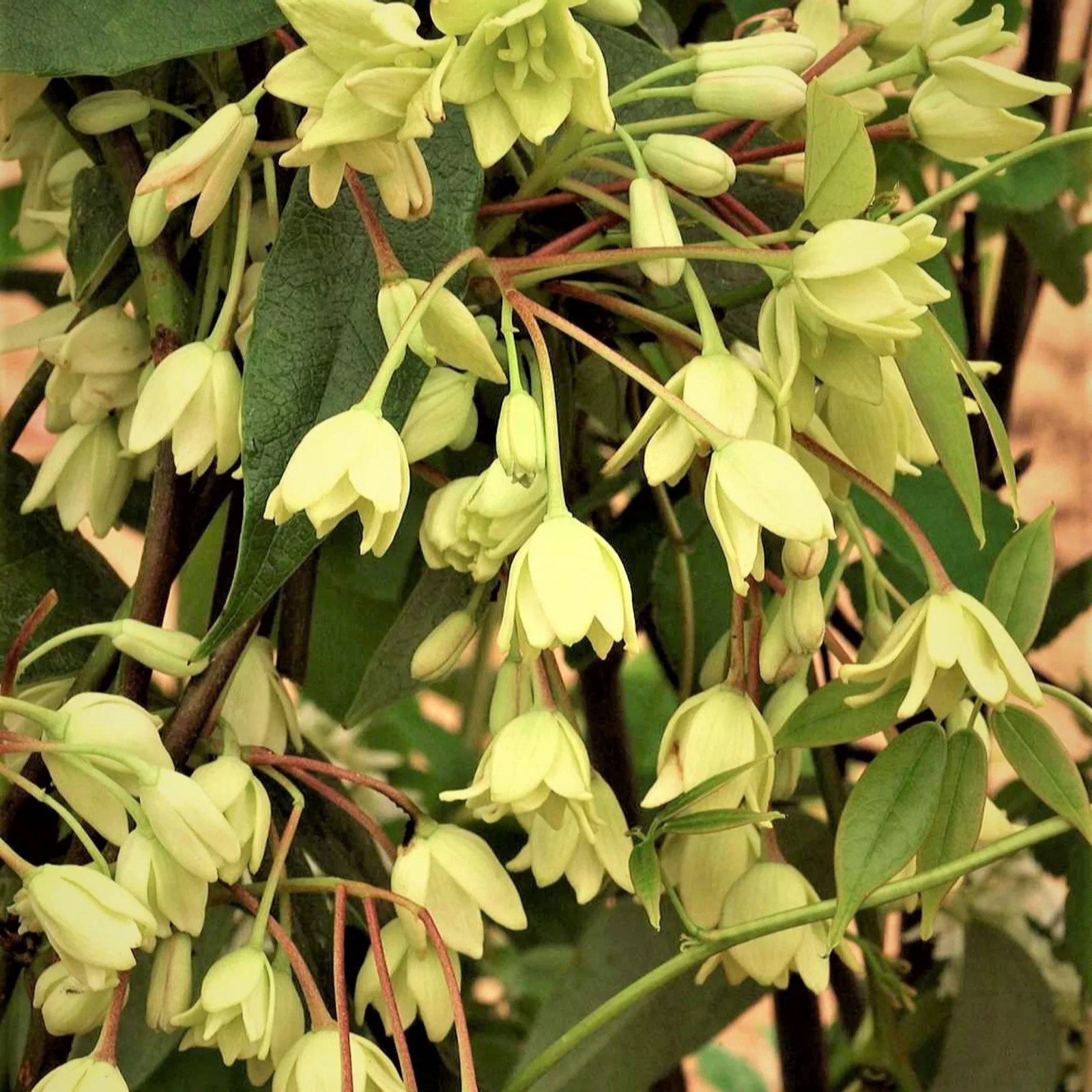 Hayloft Plants Holboellia Latifolia in 9cm Pot QVC UK