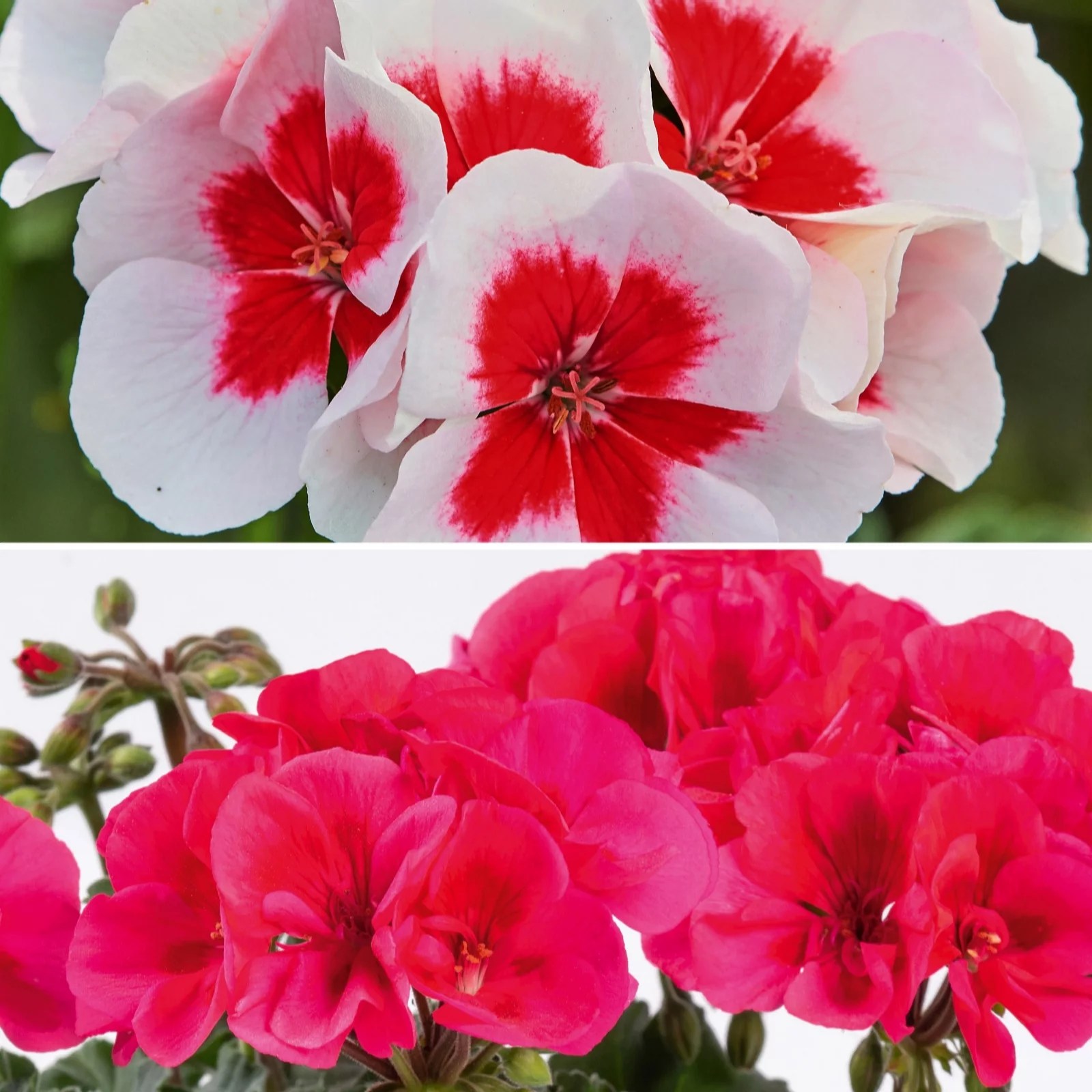 Bedding Plants Qvc Uk Garden Plant