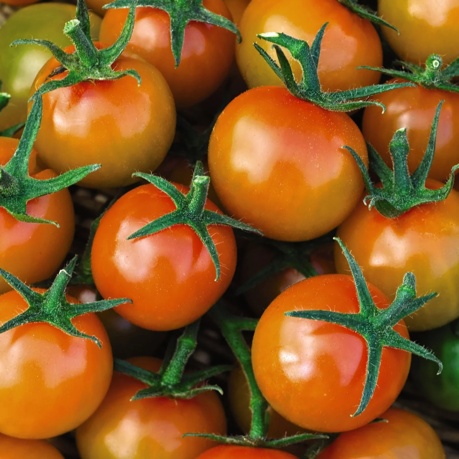 Tomato Seed Packet x 2 Incredicrop Grow Bag 35 Litre Bag x 1 QVC UK