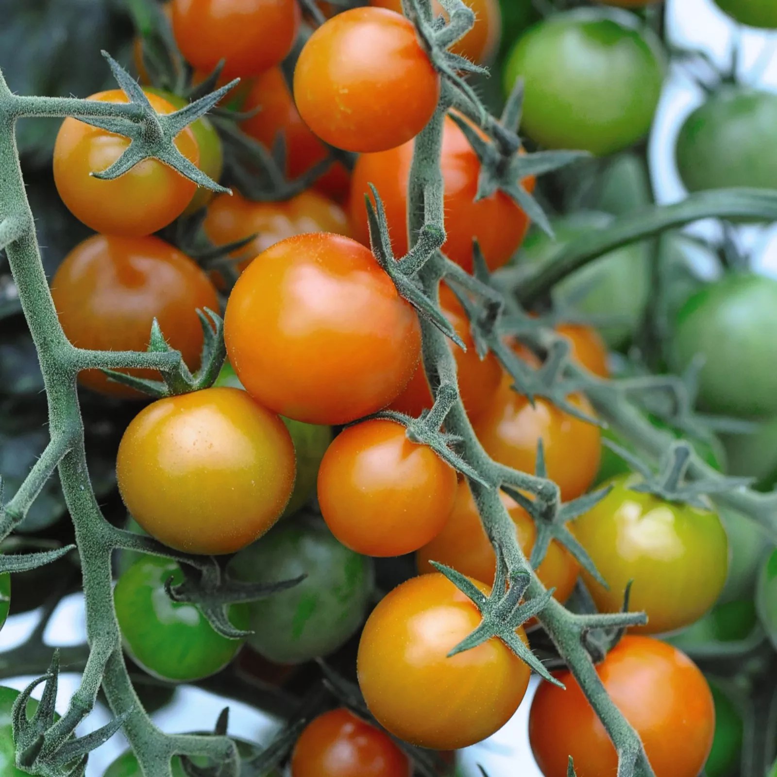 Tomato Seed Packet x 2 Incredicrop Grow Bag 35 Litre Bag x 1 QVC UK