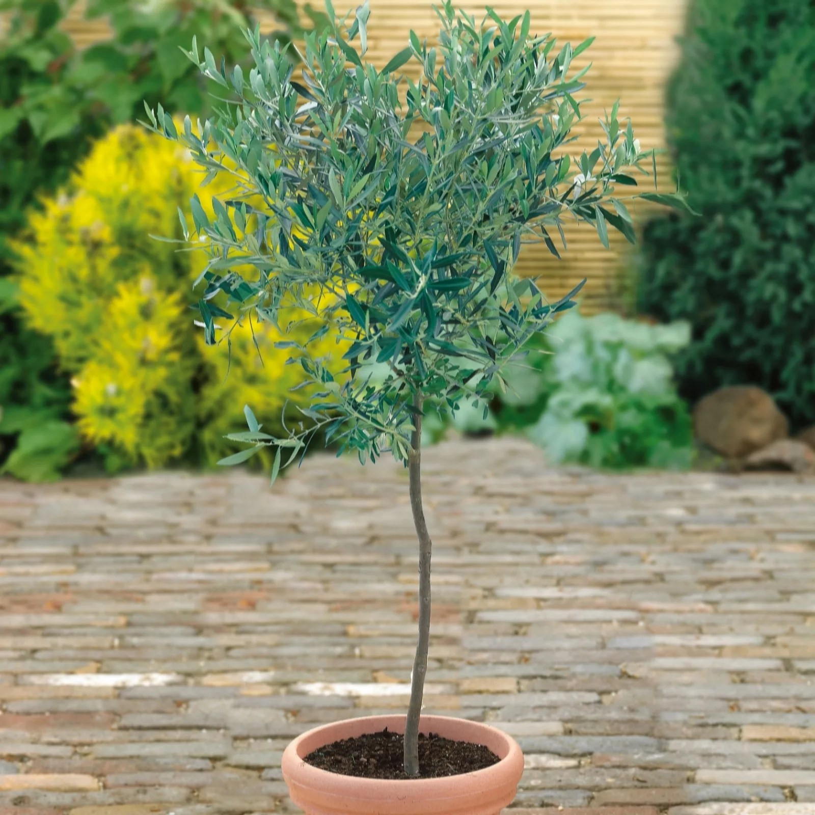 Hayloft Plants Olive Mini Standard in 2.5 Litre Pot with 40cm Stem QVC UK