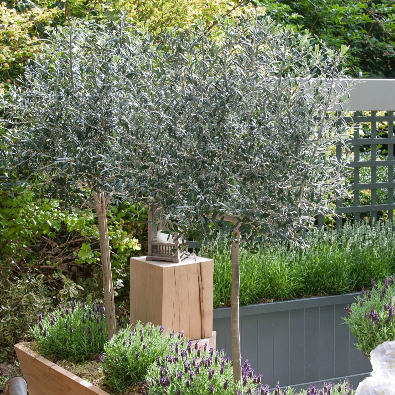 Plants2Gardens Olive Tree 3ltr QVC UK