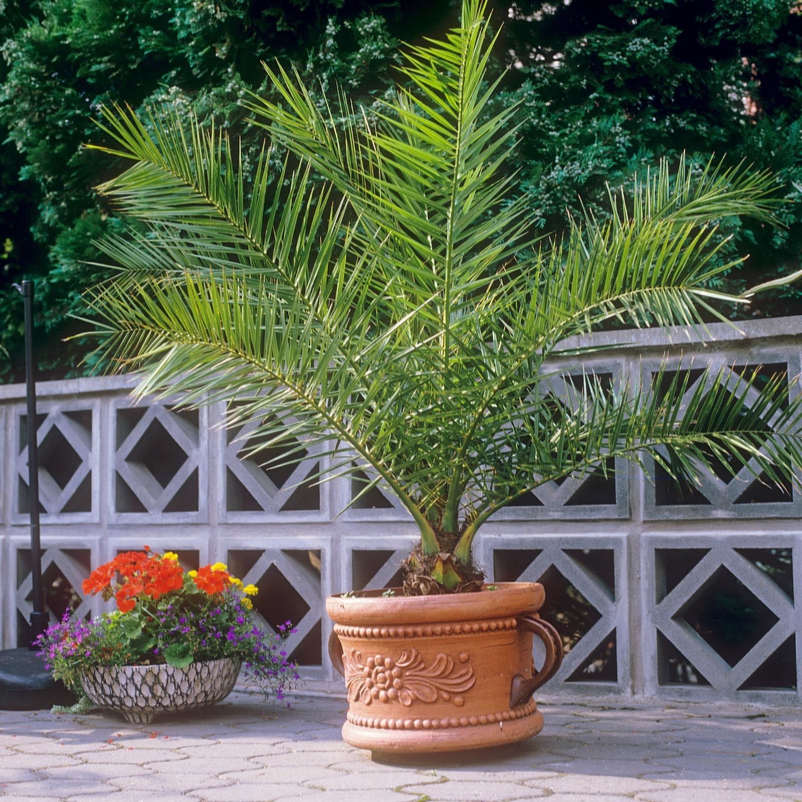 Hayloft Plants Phoenix Palm in 2.5 Litre Pot QVC UK