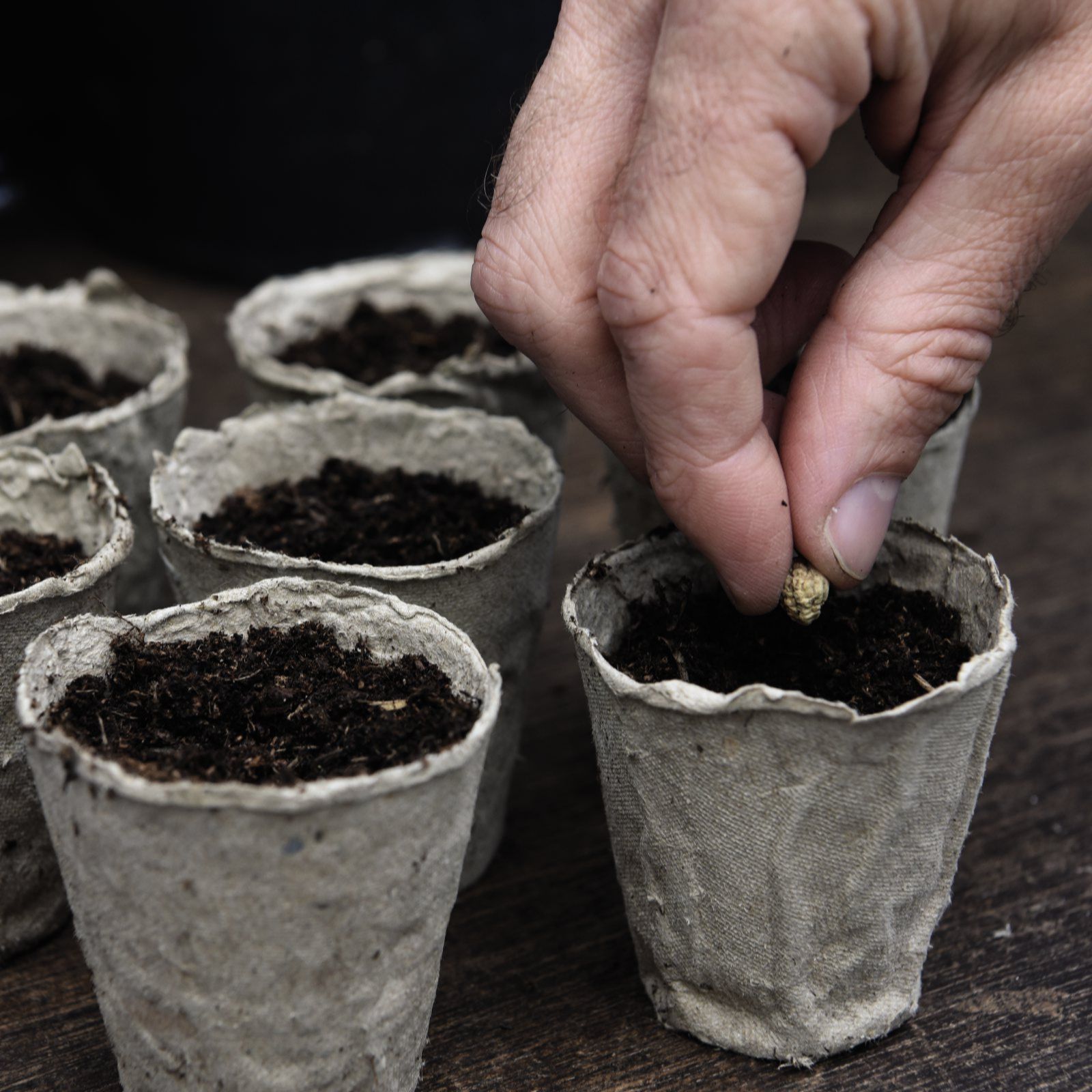 Nurserymans Choice Flower Seed 5 Packets + Fibre Pots x 48 QVC UK