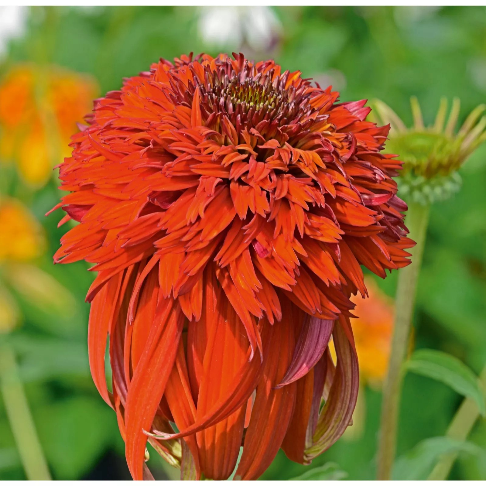 Plants2Gardens Echincea Papallo Collection 3 x 9cm QVC UK