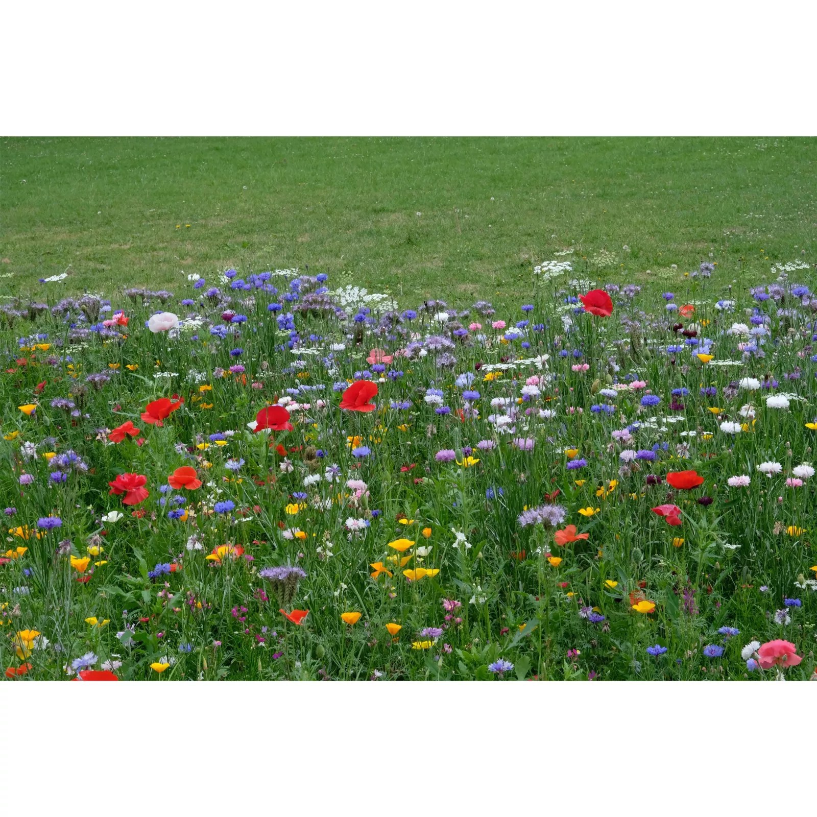 Scatter Pack Wild Flowers Cornfield Annuals Mix QVC UK