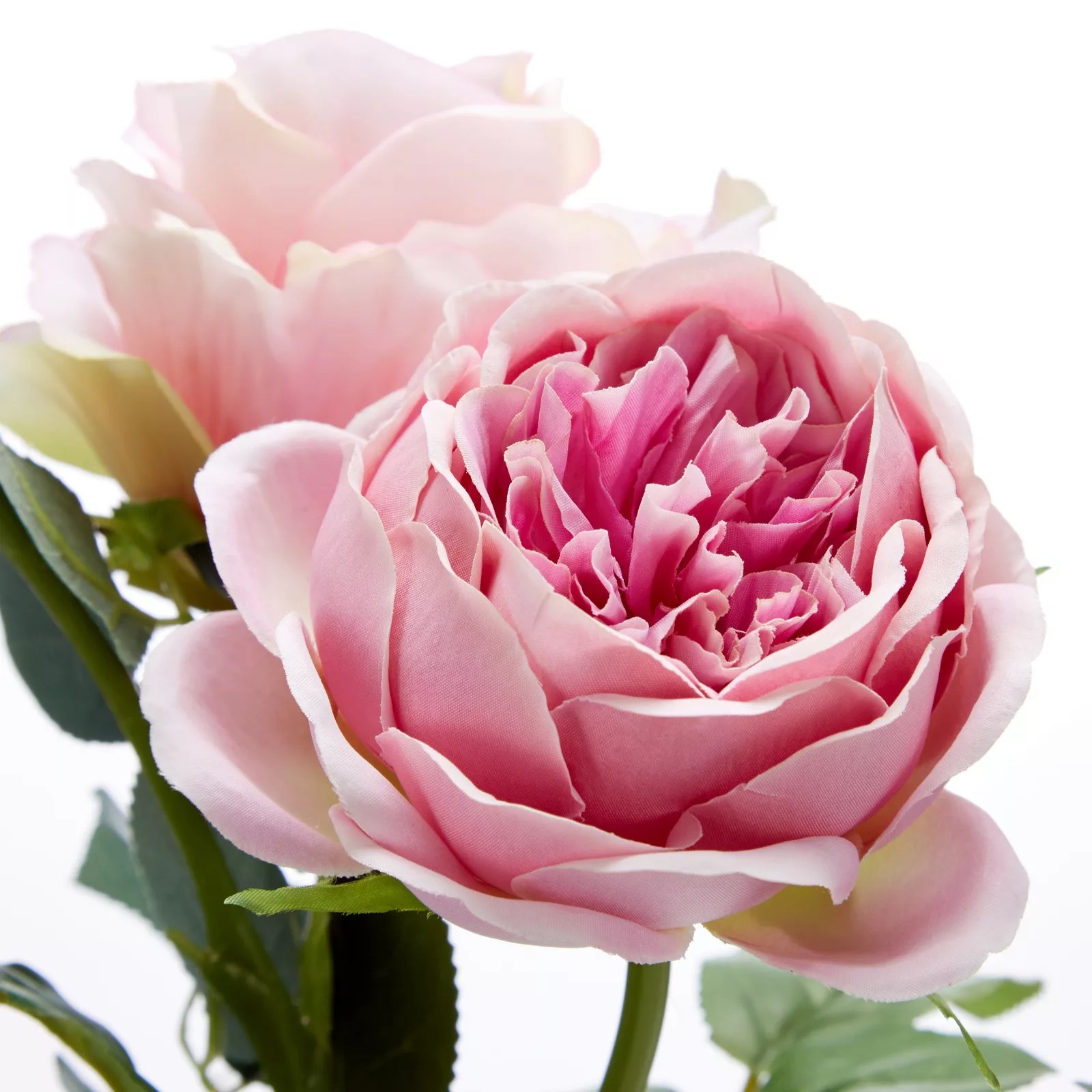 Peony Ruckley English Rose Set of 3 Roses in Tall White Vases QVC UK