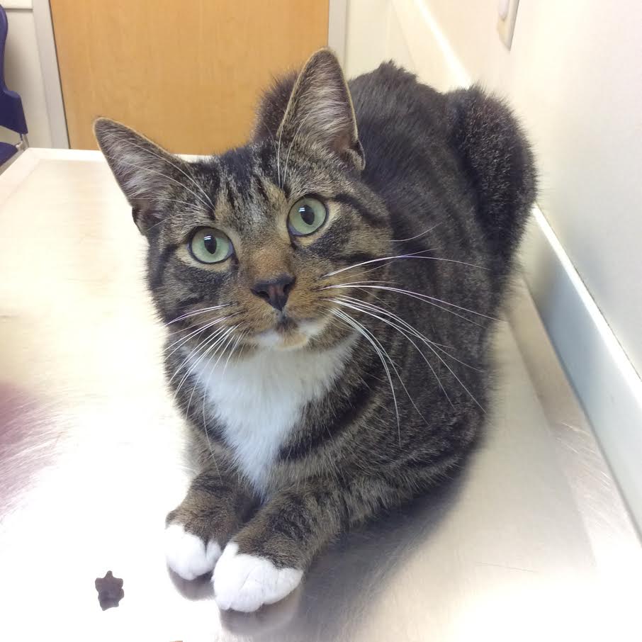 Celebrate ‘National Take Your Cat to the Vet Day’ at Quinebaug Valley Veterinary Hospital