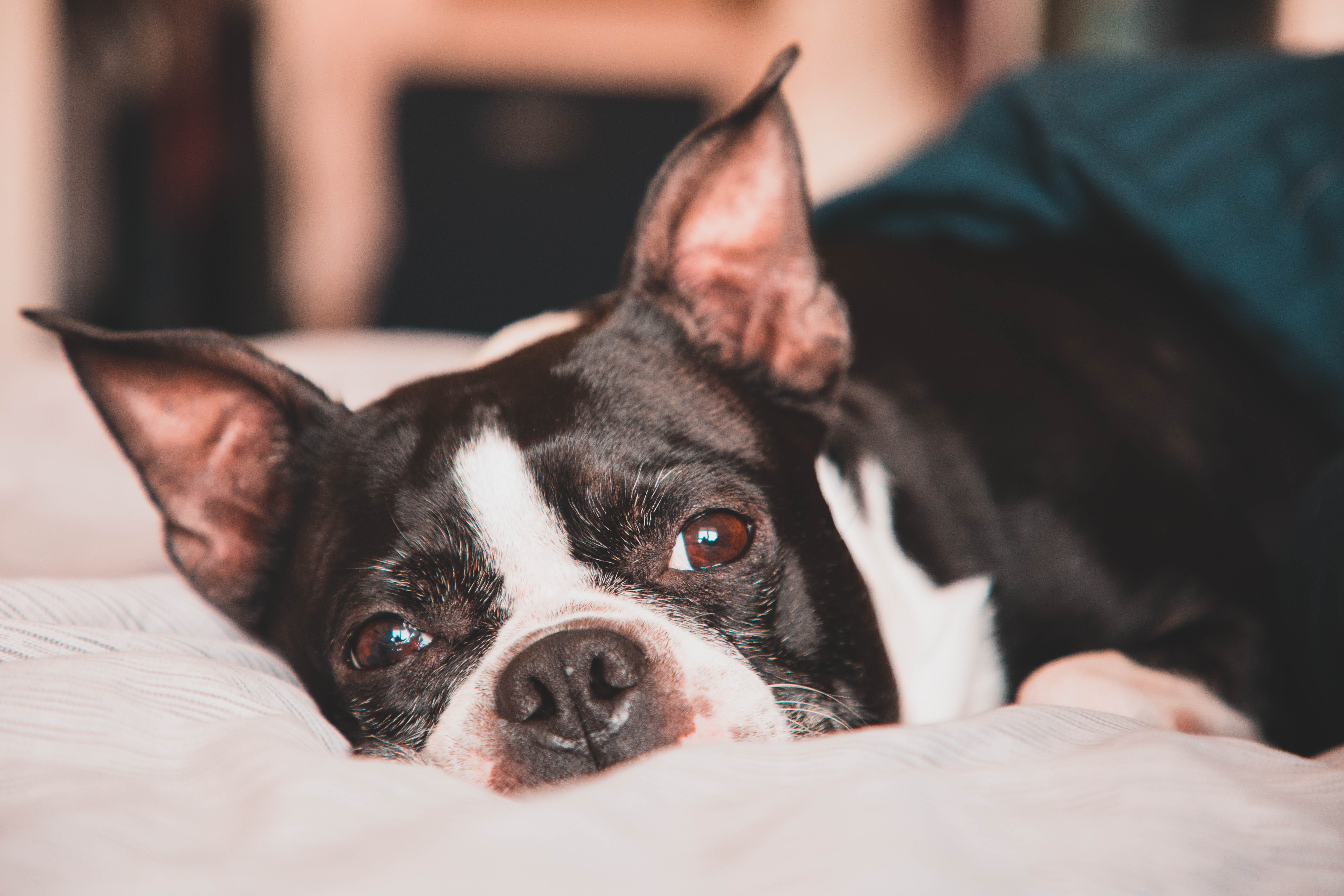 Veterinary Blog Quinebaug Valley Veterinary Hospital Connecticut Vet